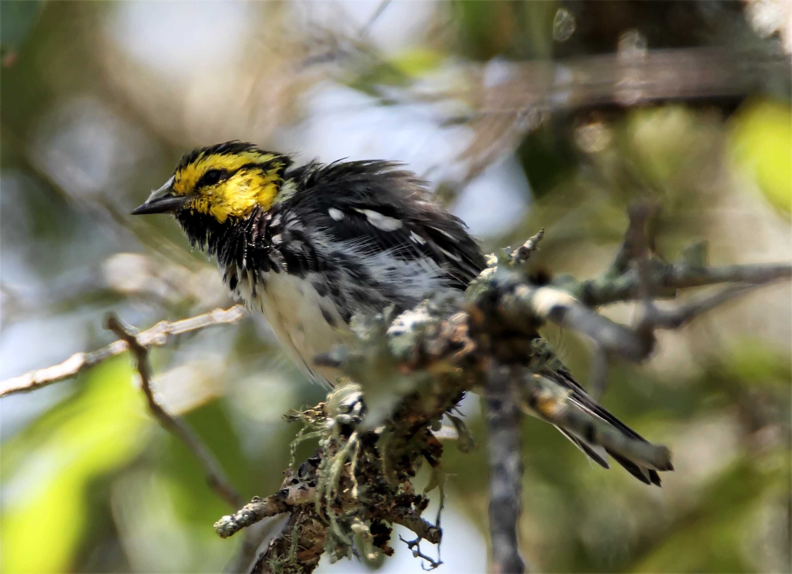 Golden-cheeked Warbler - male_1551.jpg