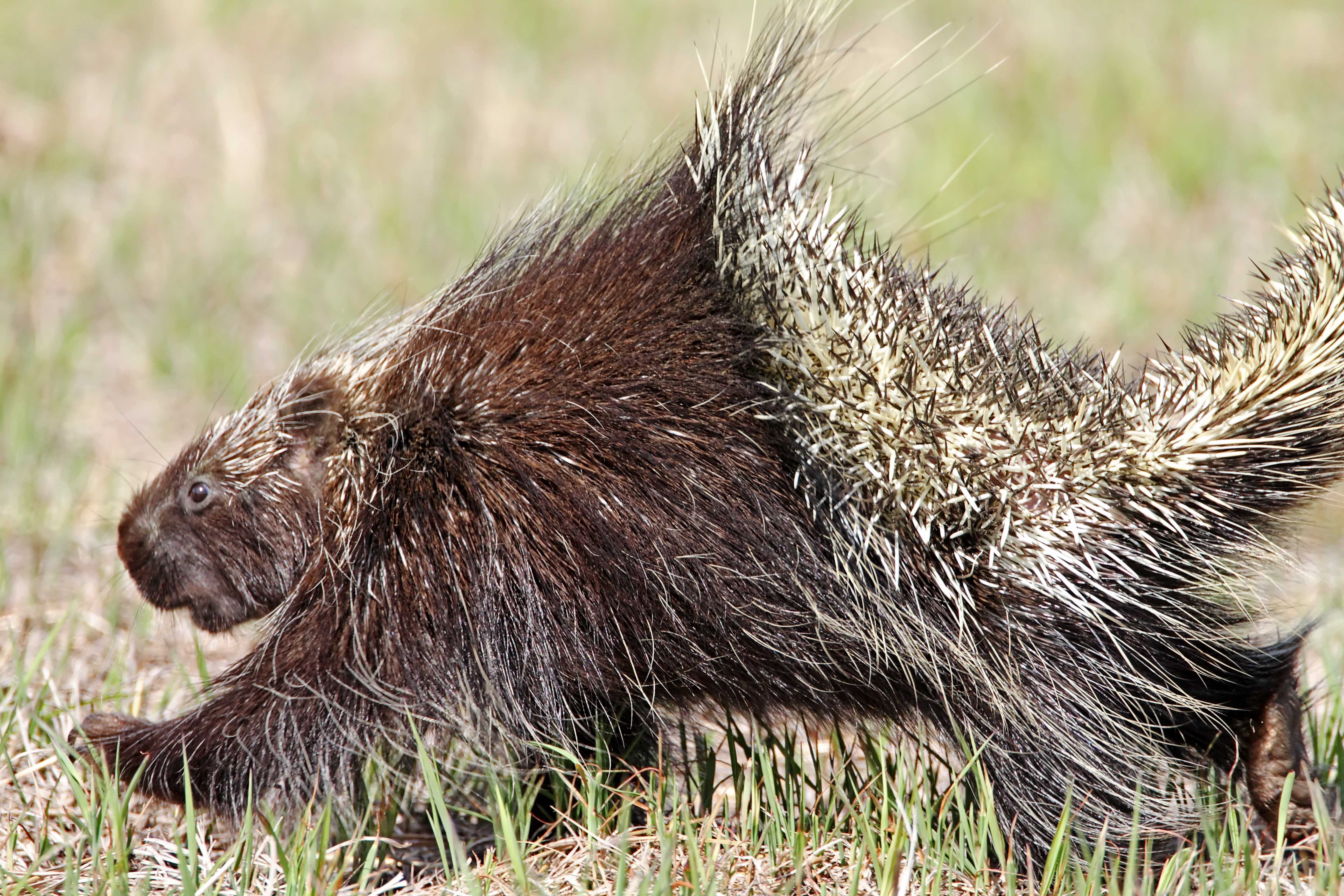 North American Porcupine_0728.jpg