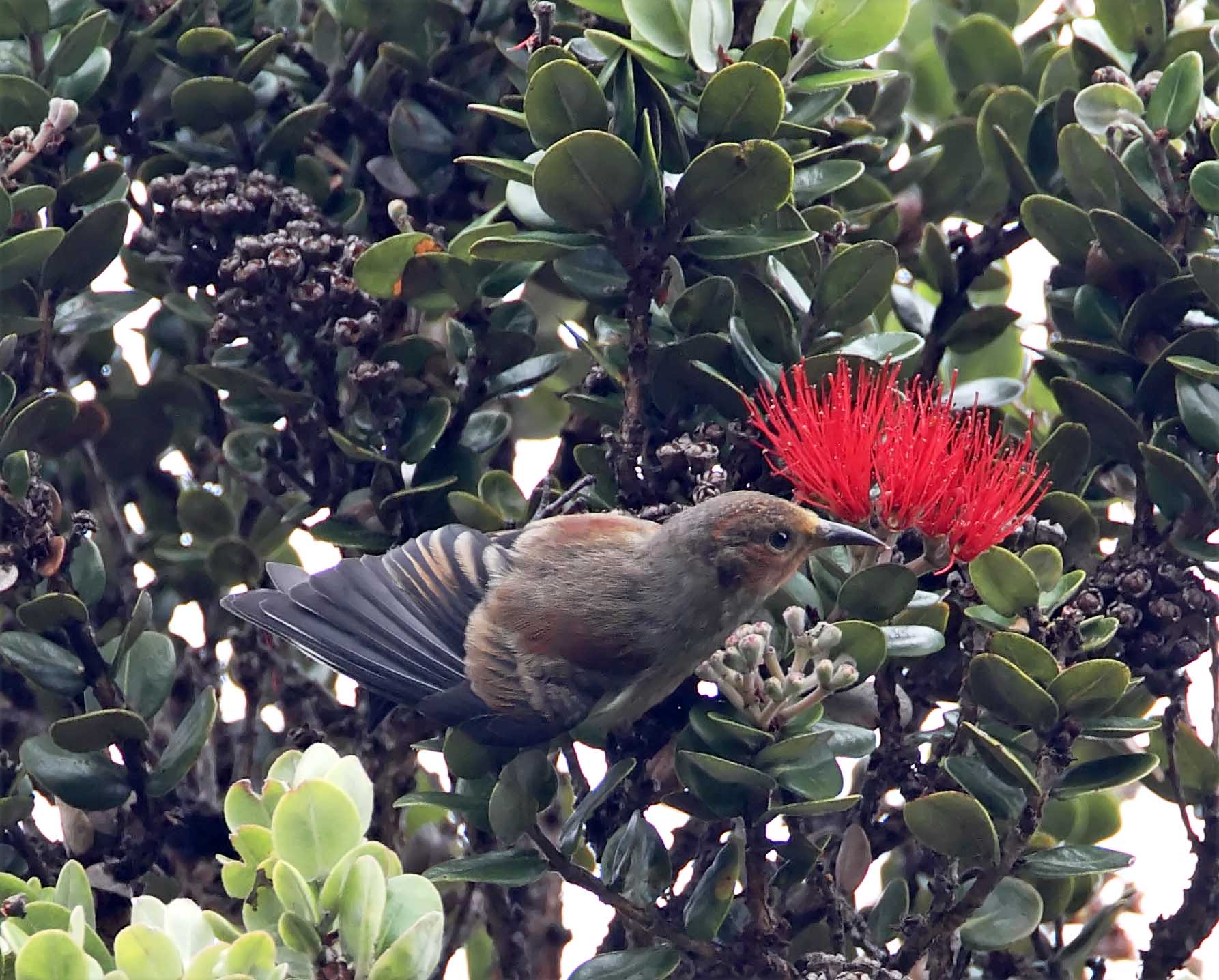 Apapane - juvenile_1427.jpg
