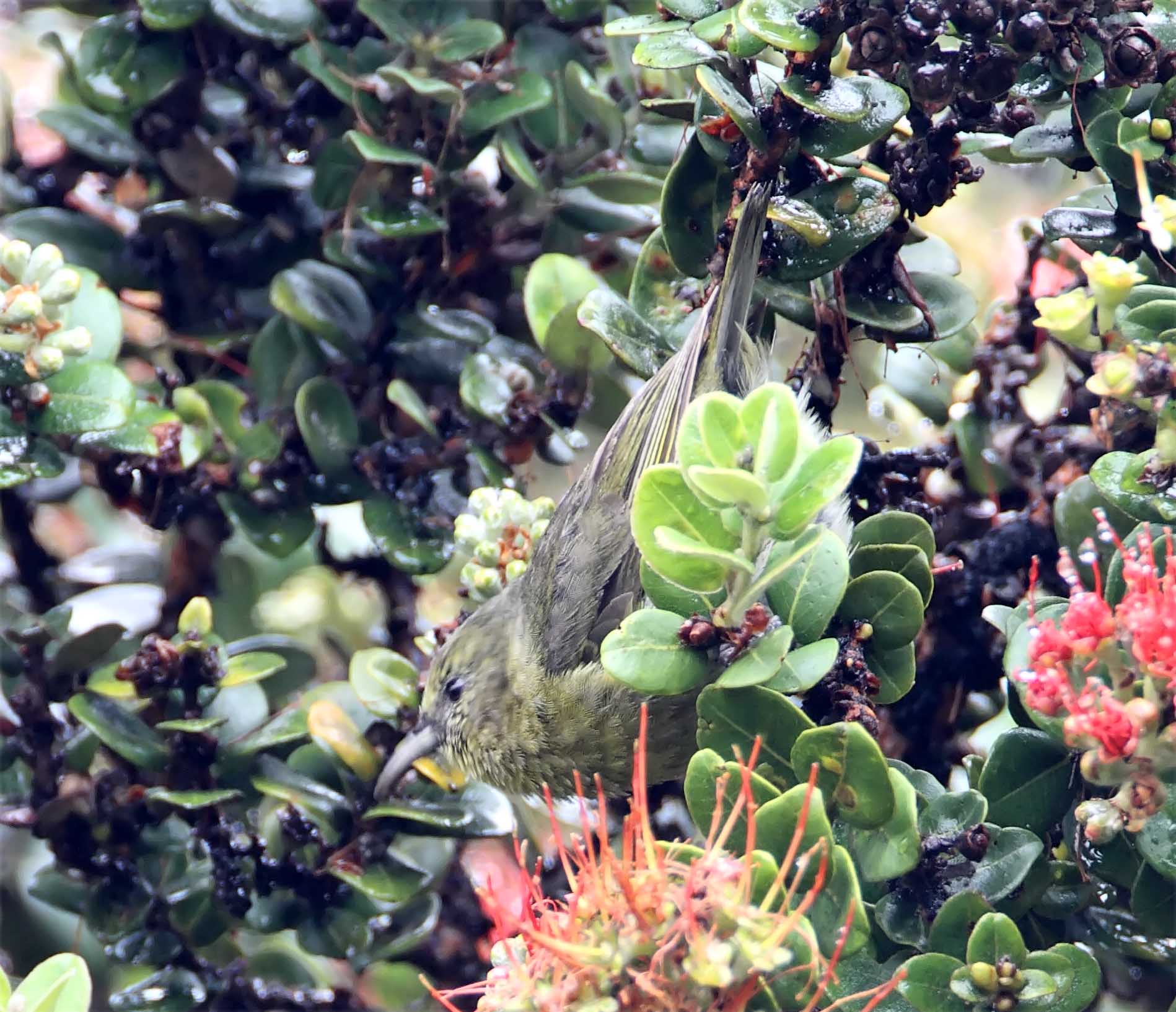 Hawaii Amakihi - juvenile_1226.jpg