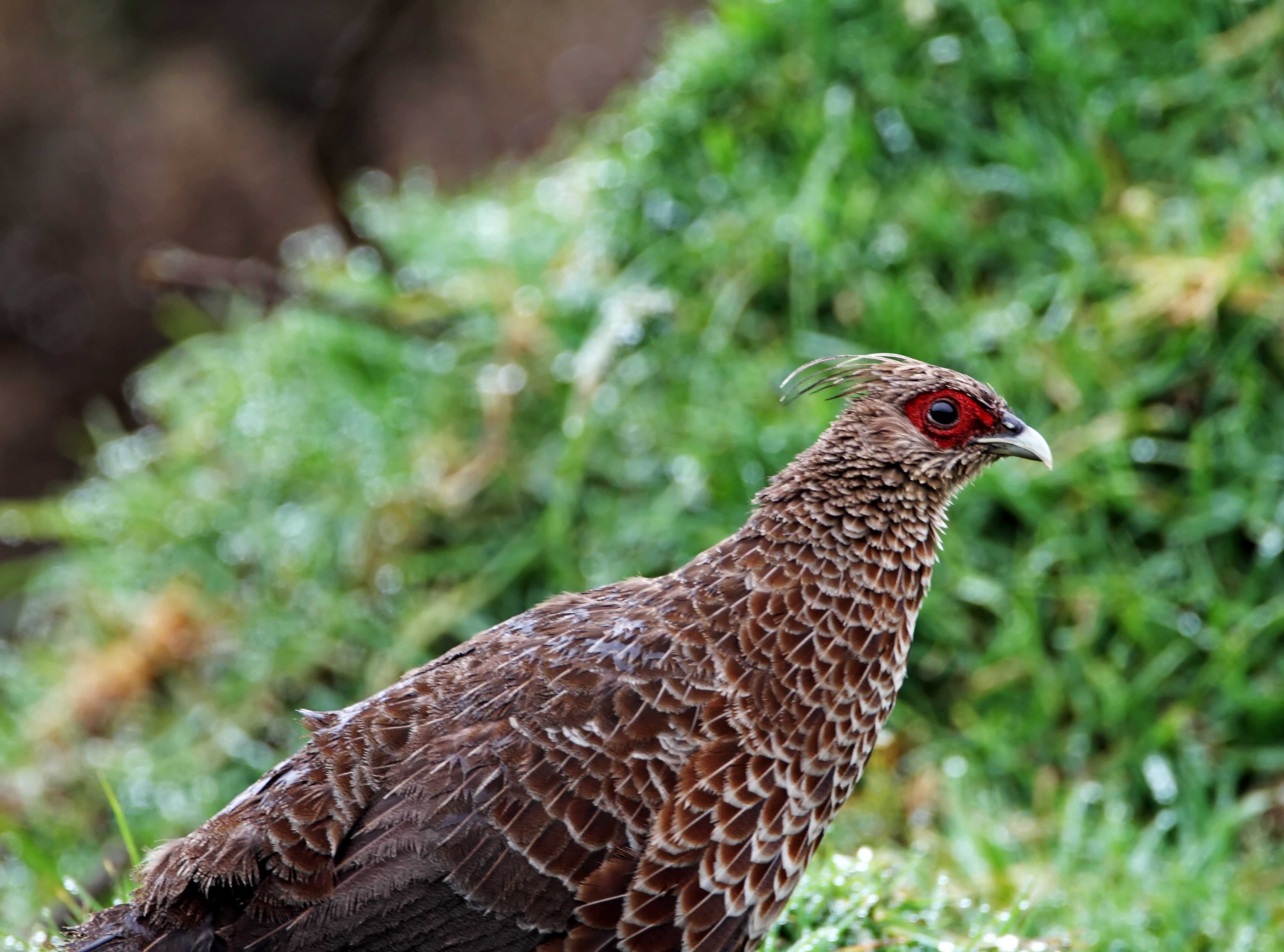 Kalij Pheasant - female_1103.jpg