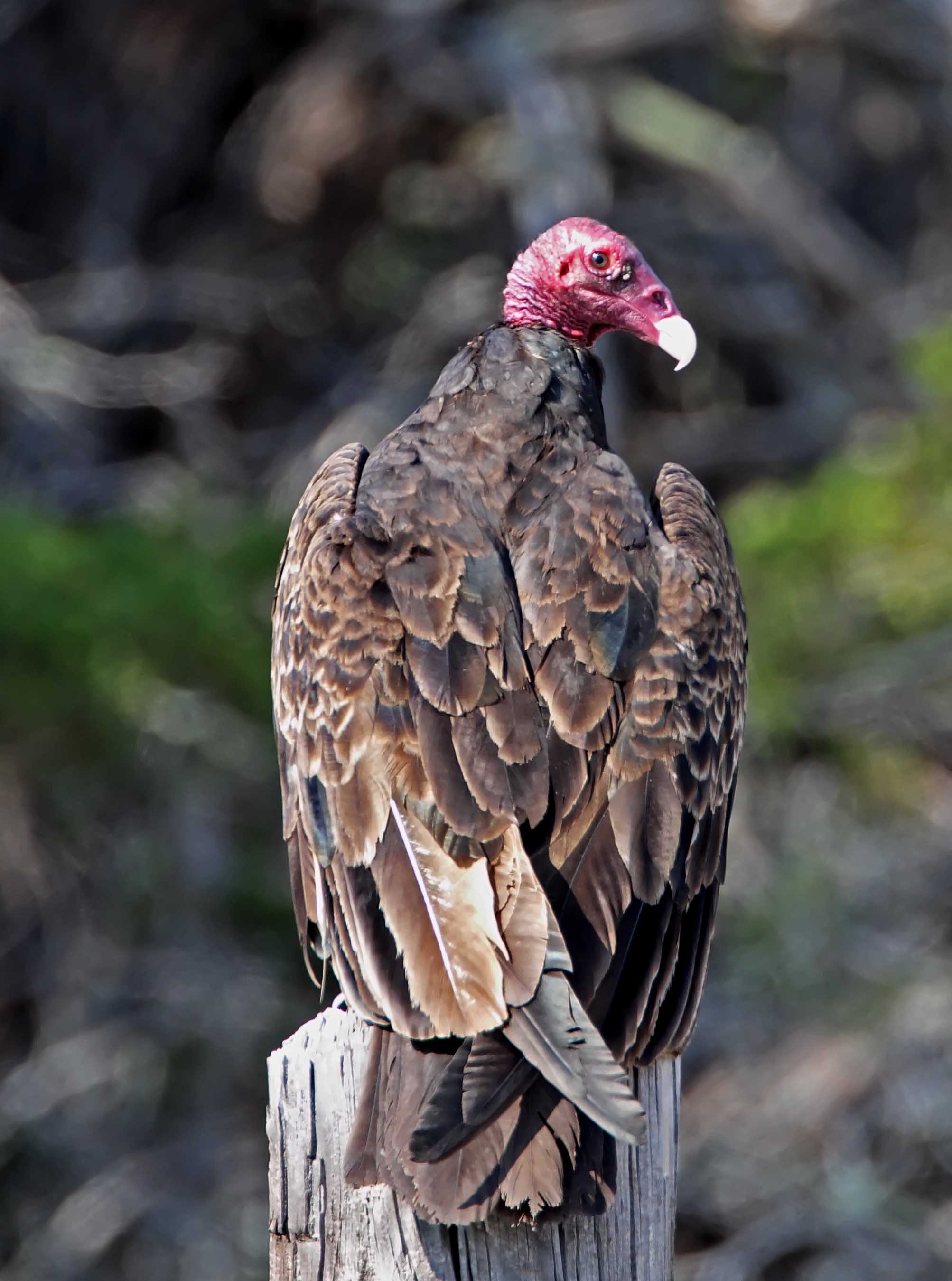 Turkey Vulture - adult_1501.jpg
