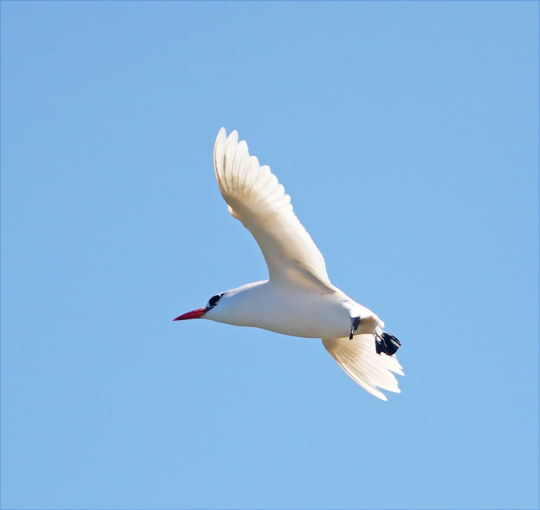 Red-tailed Tropicbird - sub-adult_1669.jpg