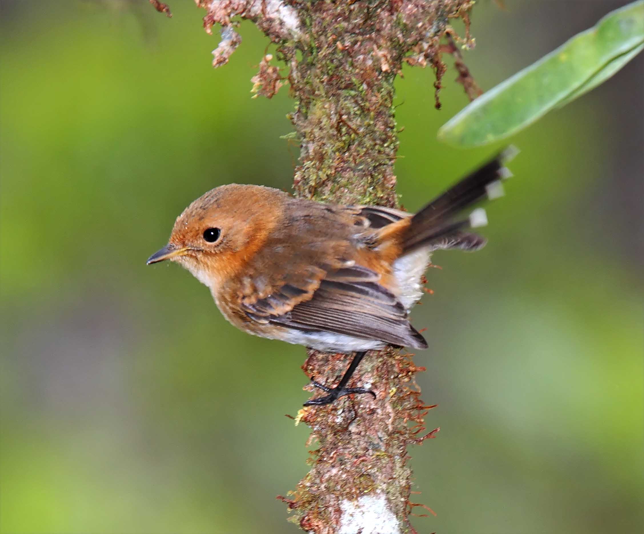 Kauai Elepaio - juvenile_0800.jpg