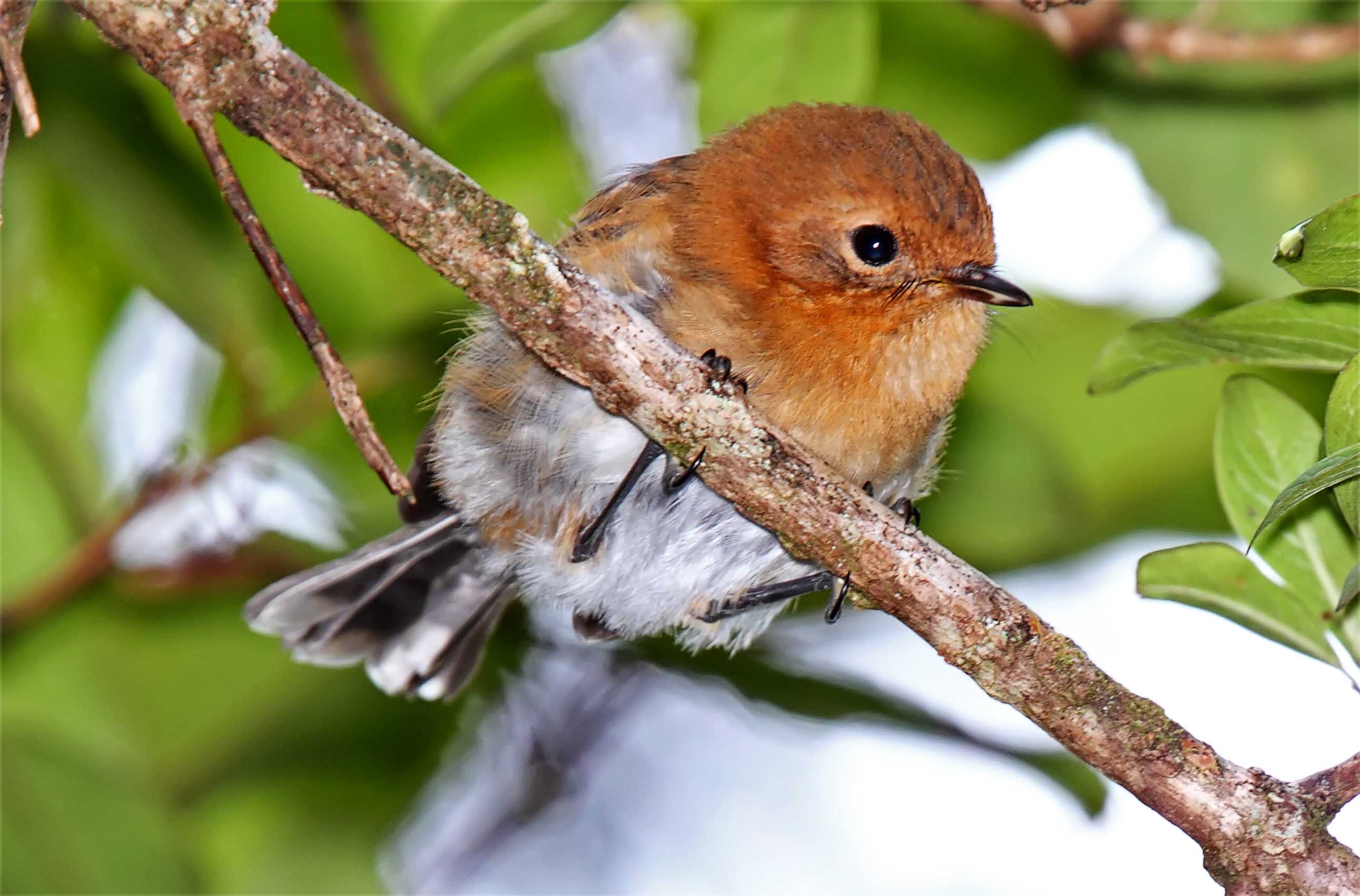 Kauai Elepaio - juvenile_0807.jpg
