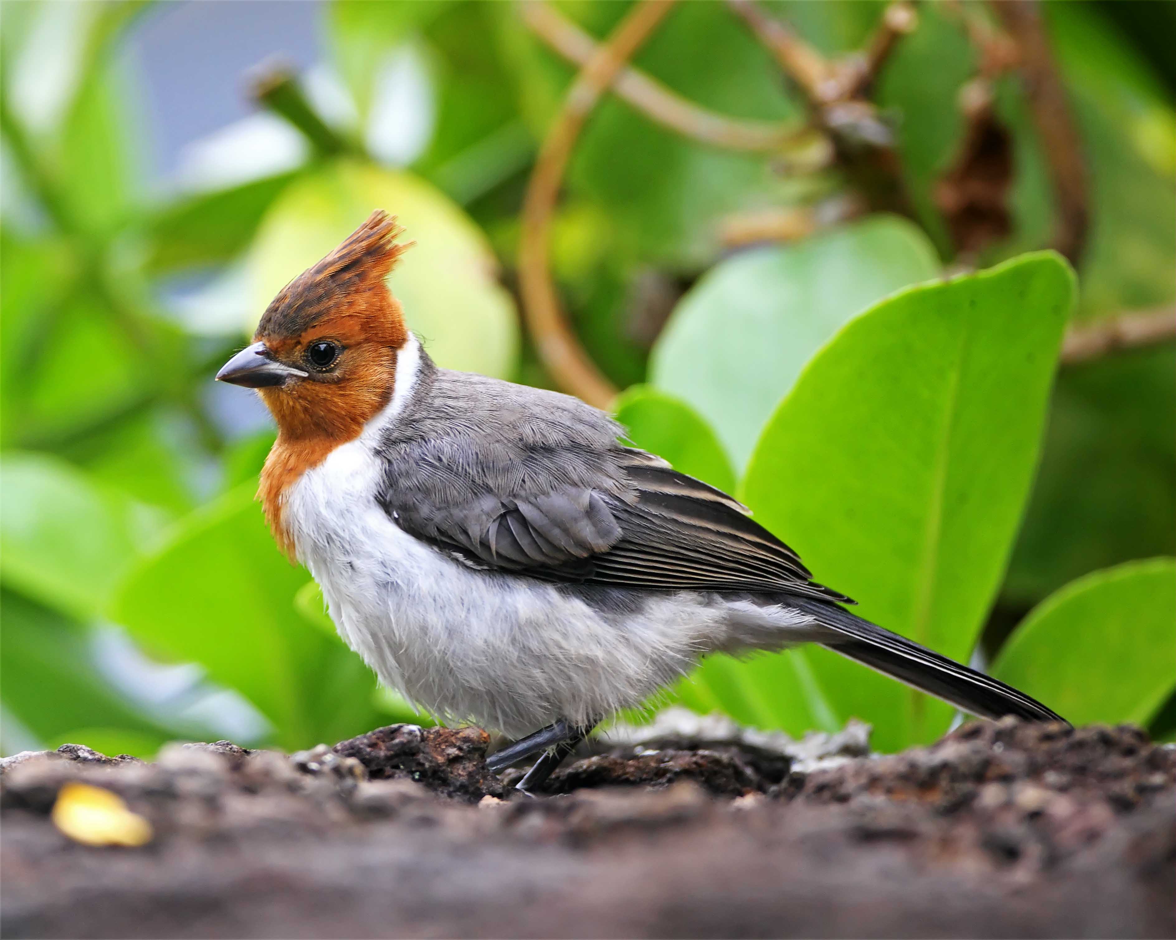 Red-crested Cardinal - juvenile_1139.jpg