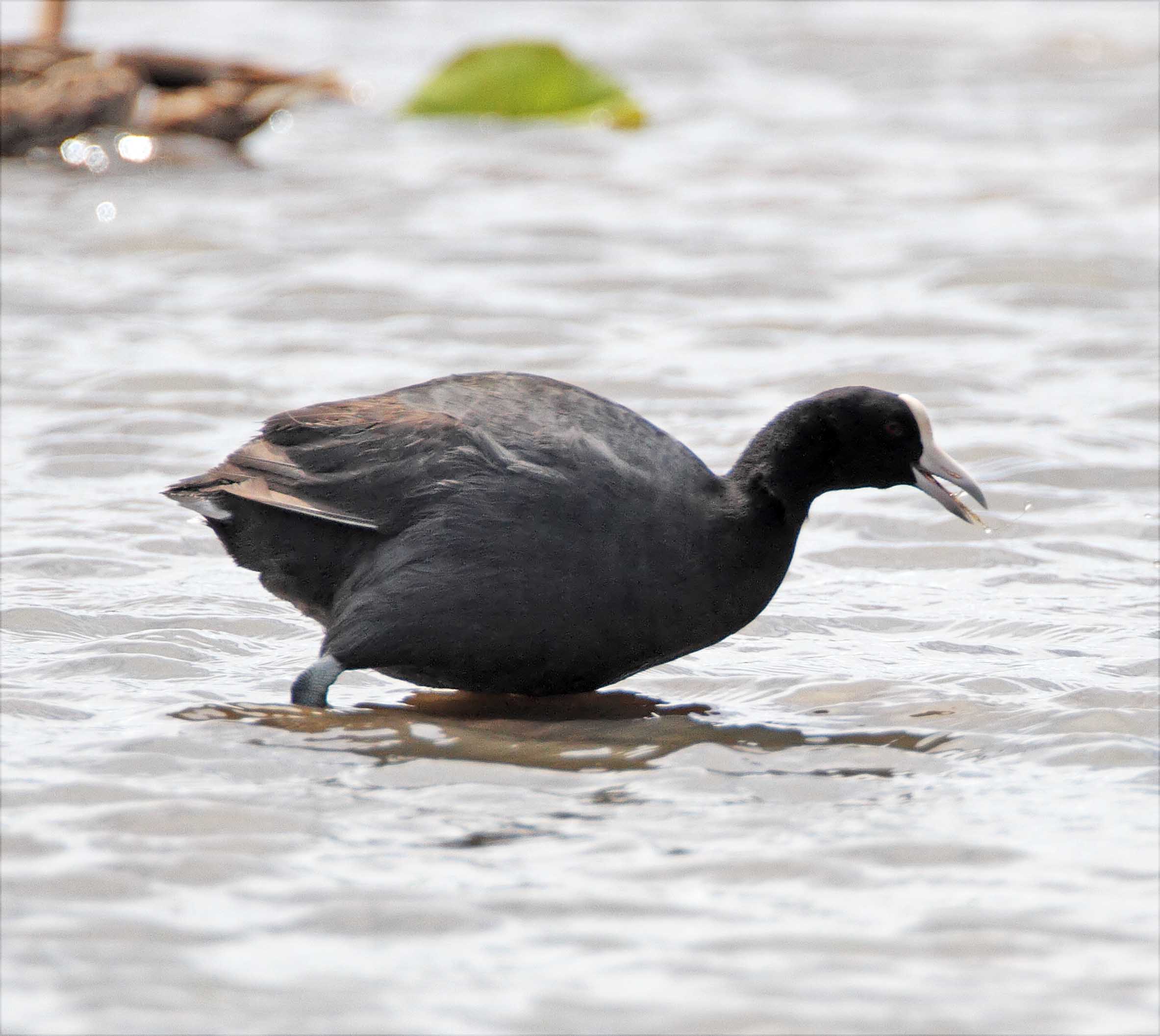 Hawaiian Coot_0399.jpg