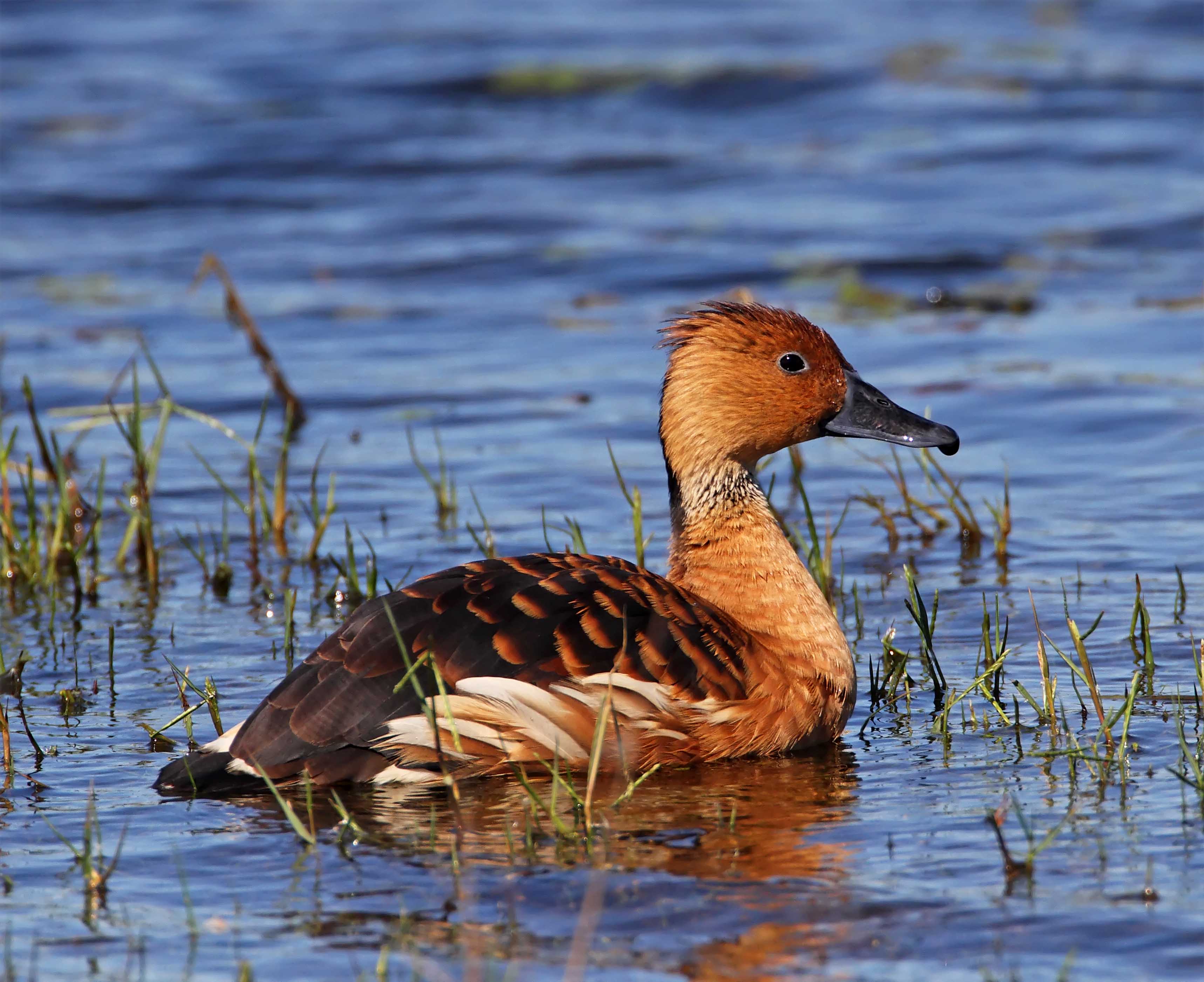 Fulvous Whistling Duck_1929.jpg