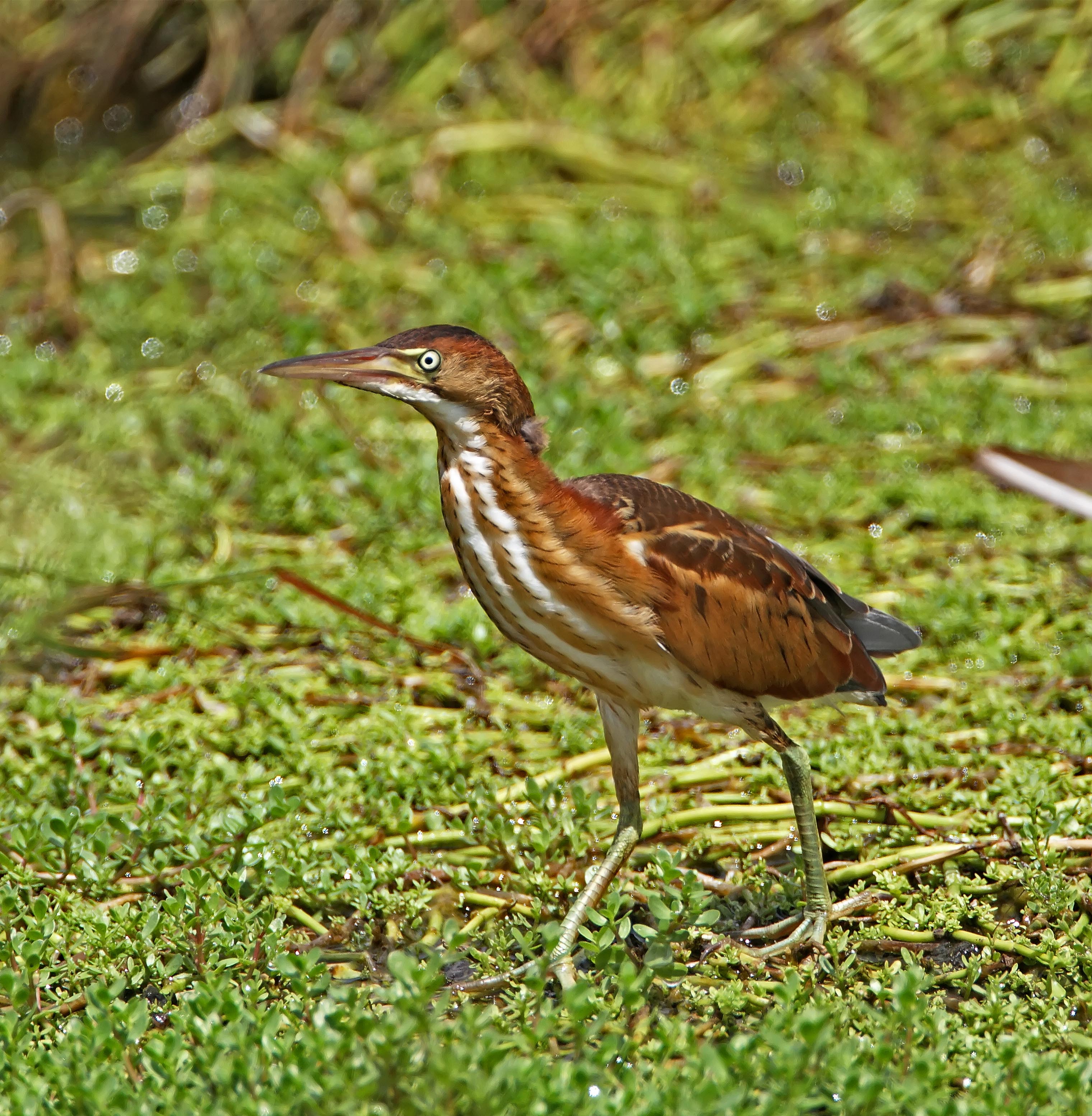 Least Bittern_2165.jpg