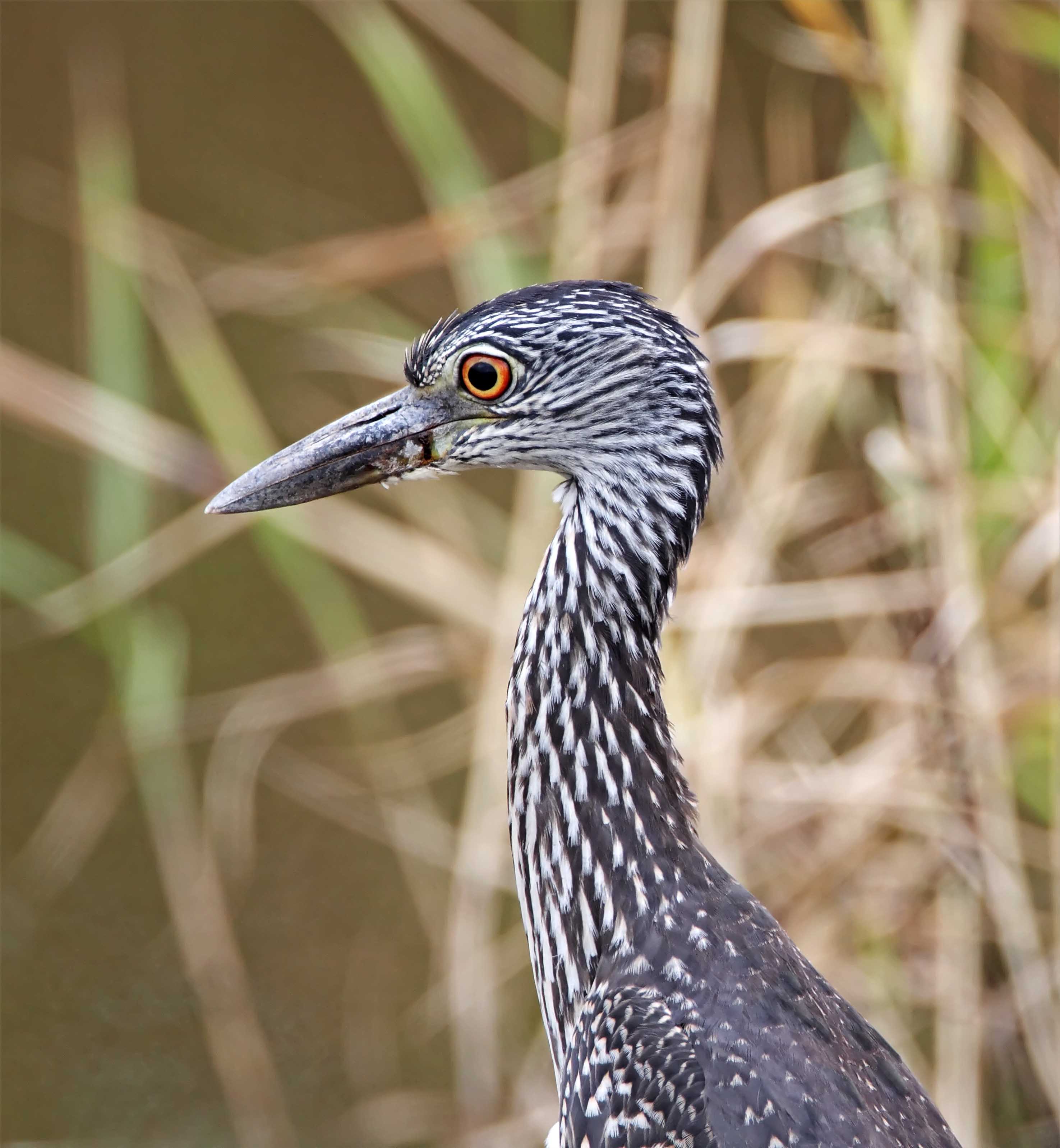 Yellow-crowned Night-Heron - juvenile_2109.jpg