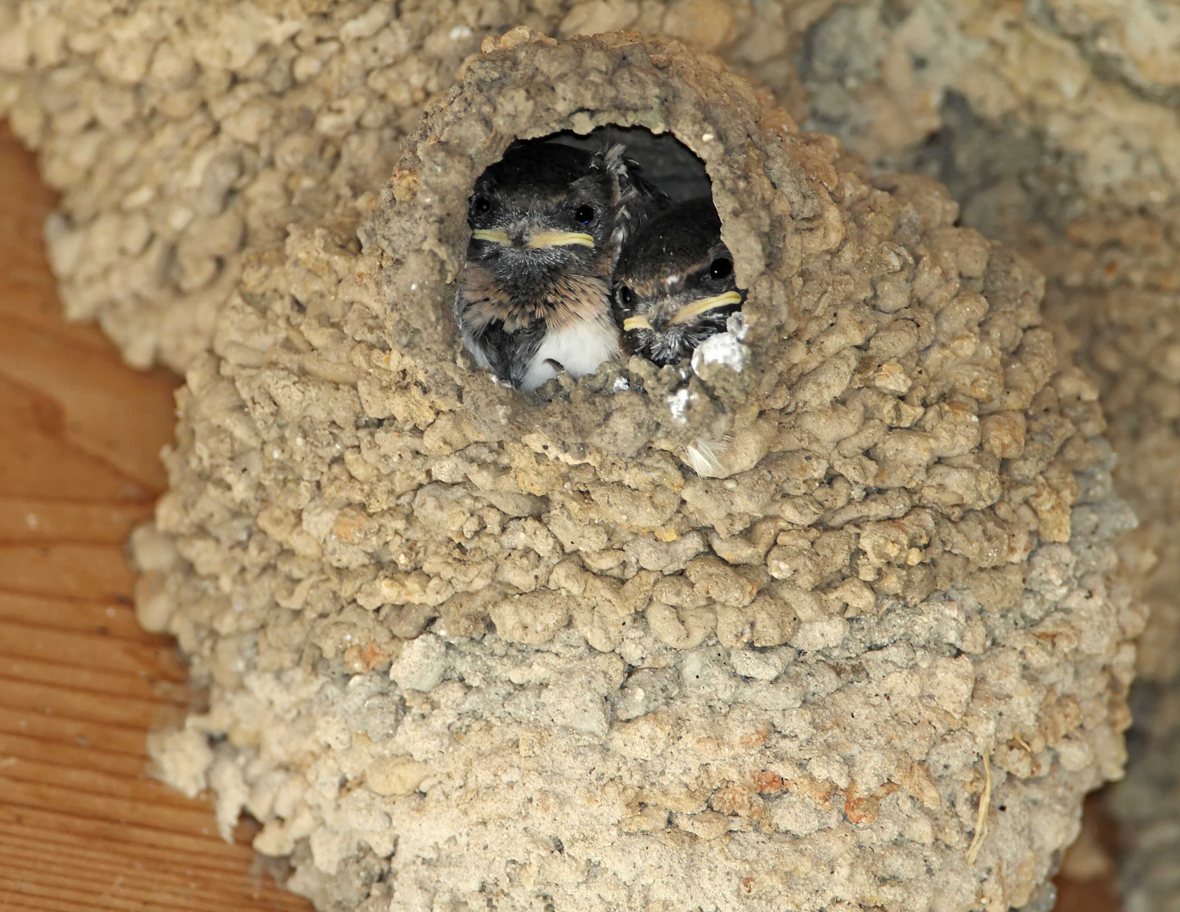 Cliff Swallows in nest_1880.jpg