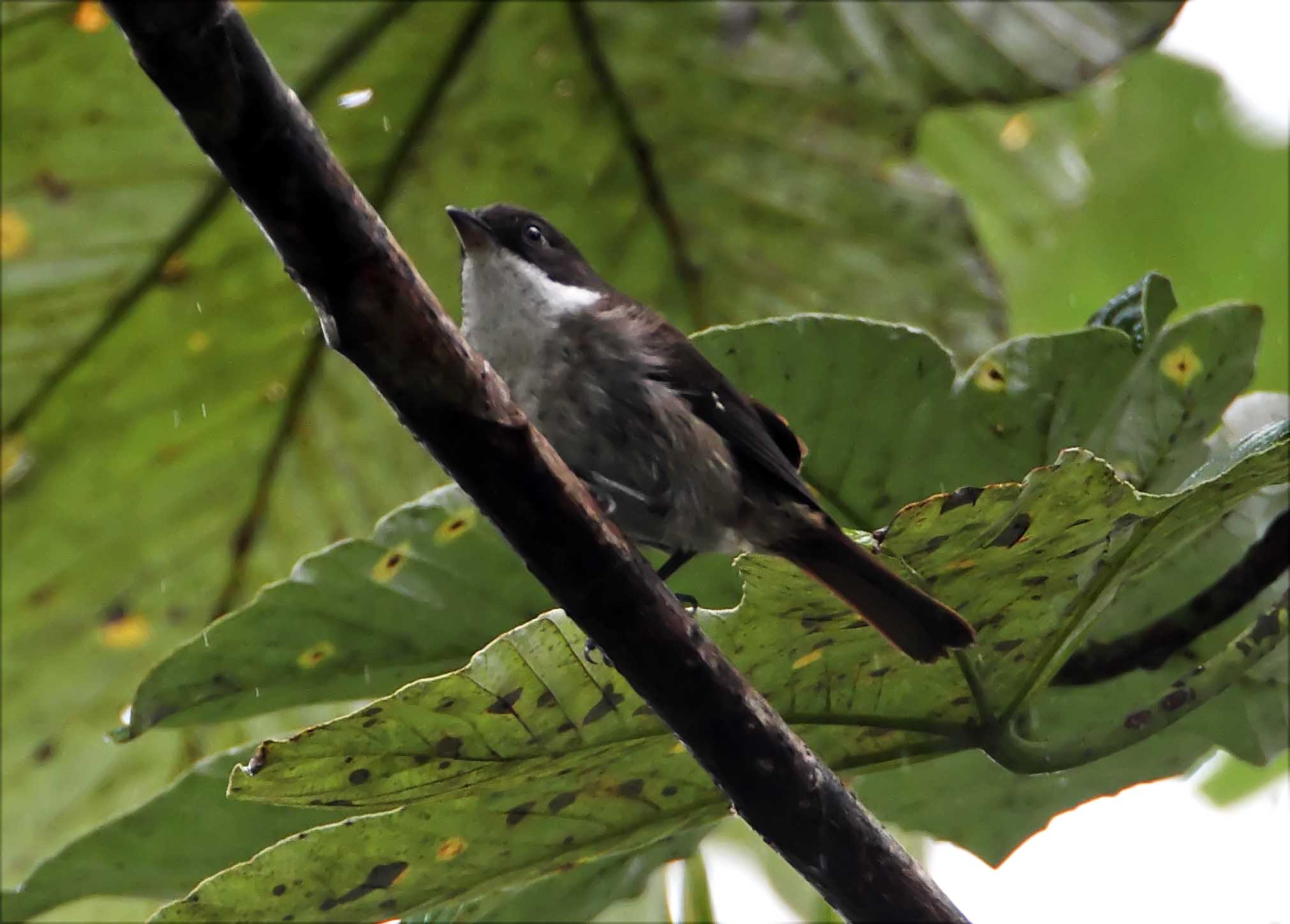 Puerto Rican Tanager_2938.jpg
