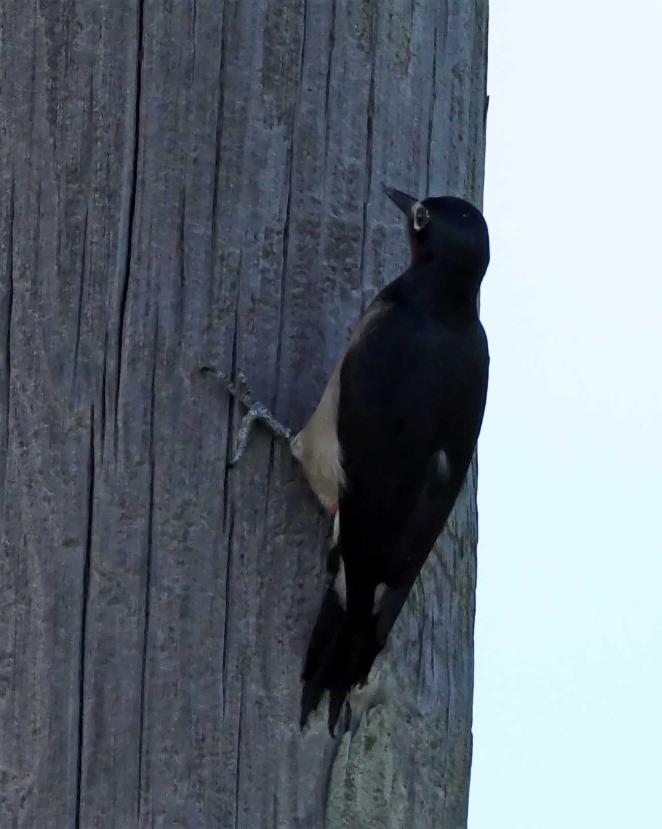 Puerto Rican Woodpecker_3154.jpg