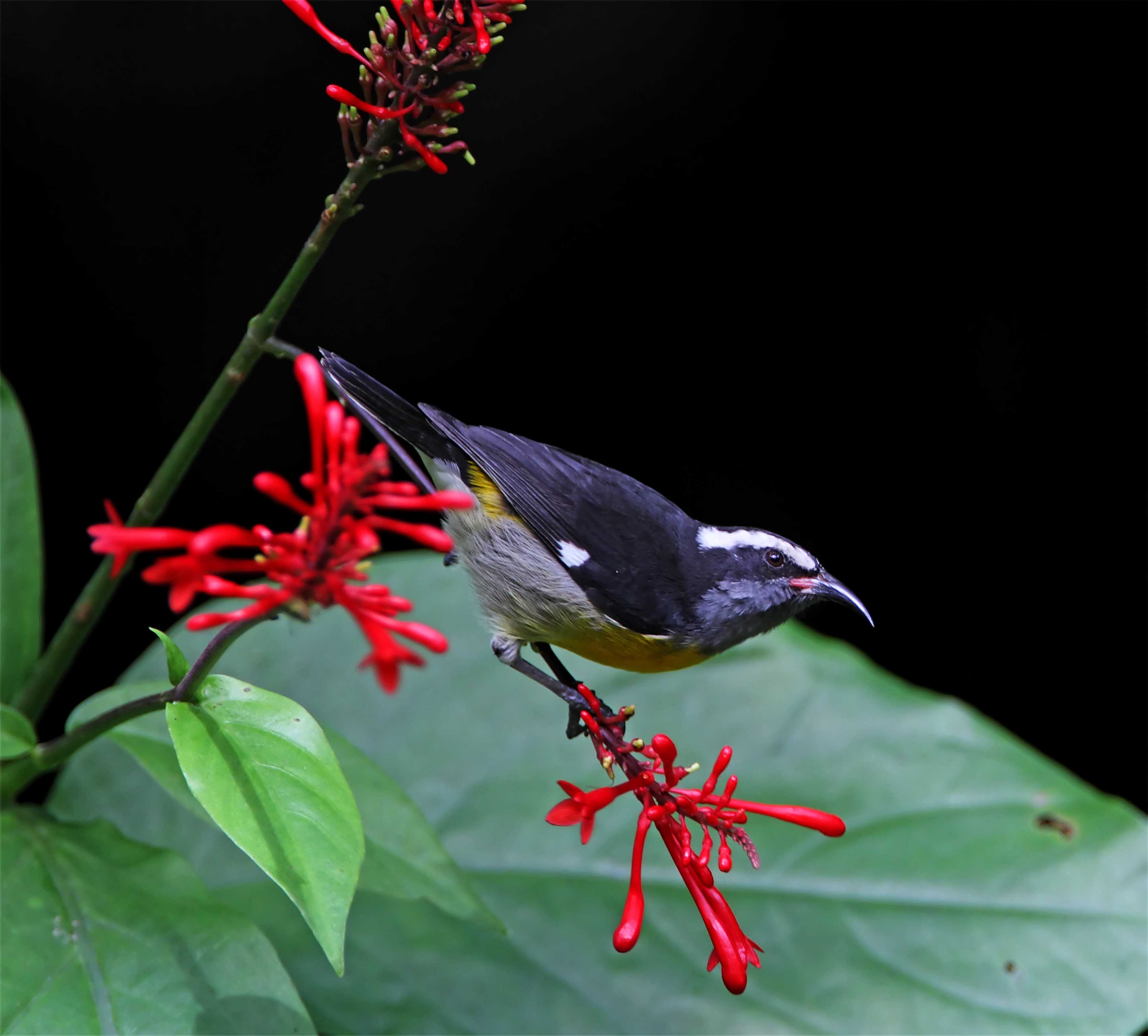 Bananaquit_2871.jpg