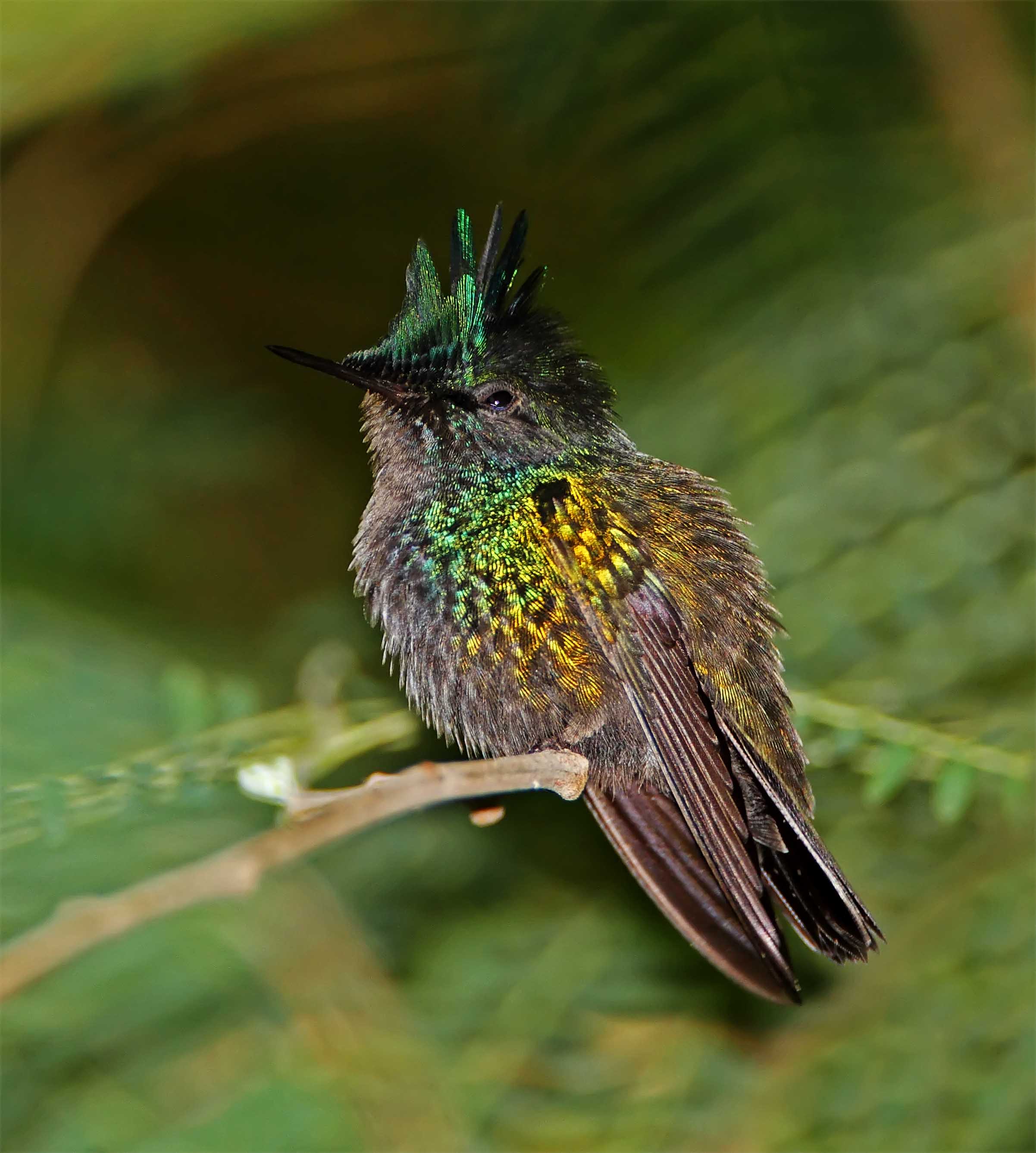 Antillean Crested Hummingbird - male_2661.jpg