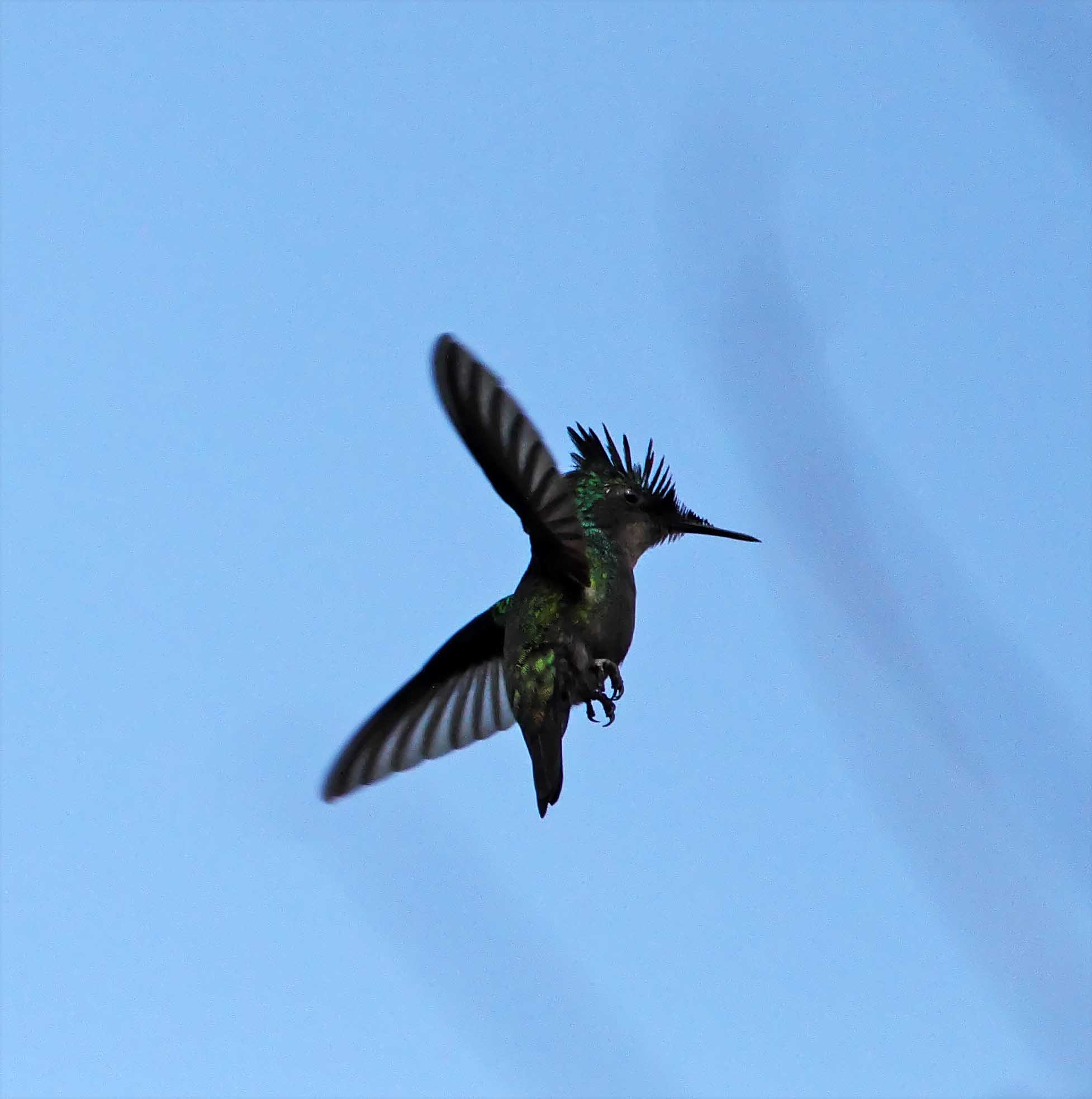 Antillean Crested Hummingbird - male_2194.jpg