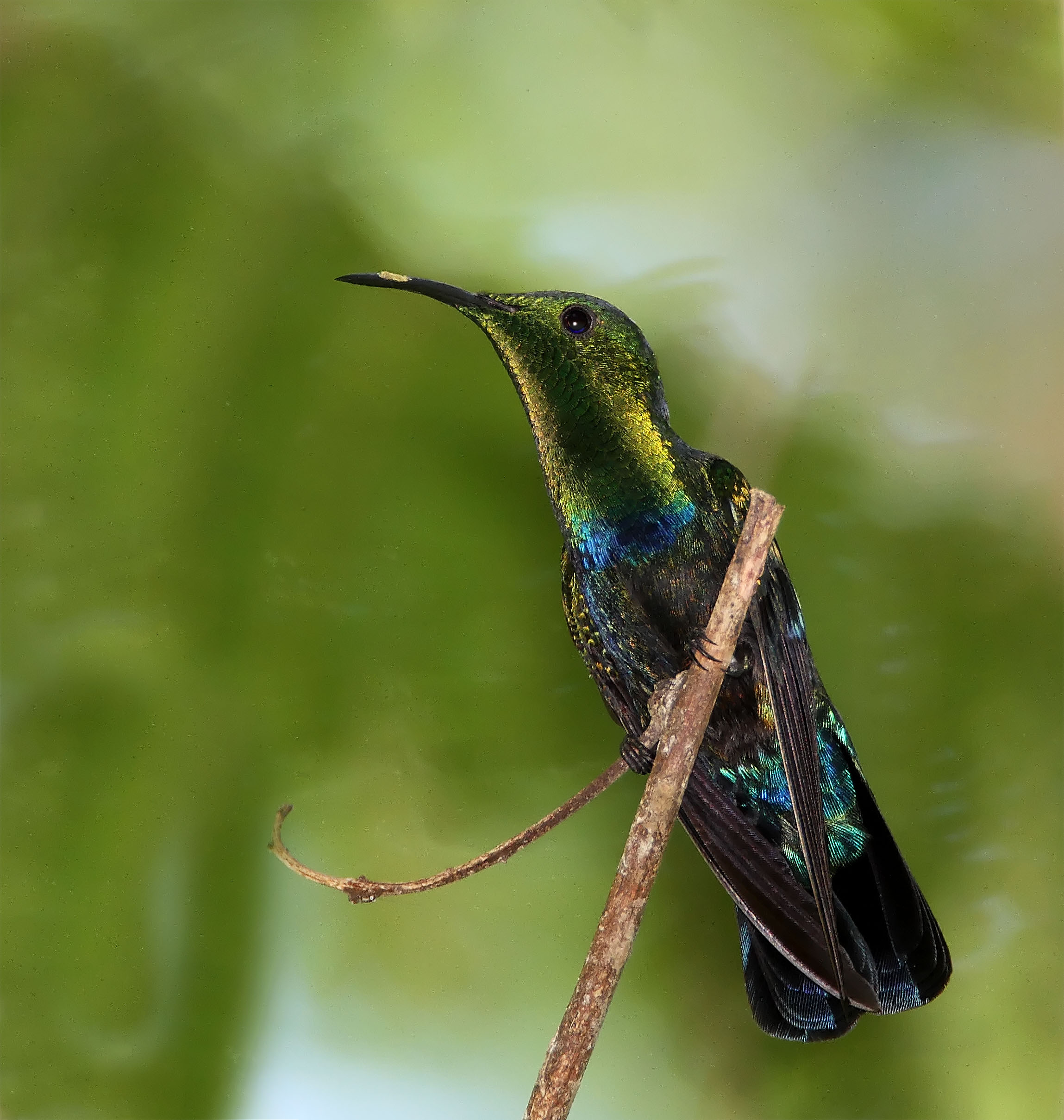 Green-throated Carib_2203.jpg