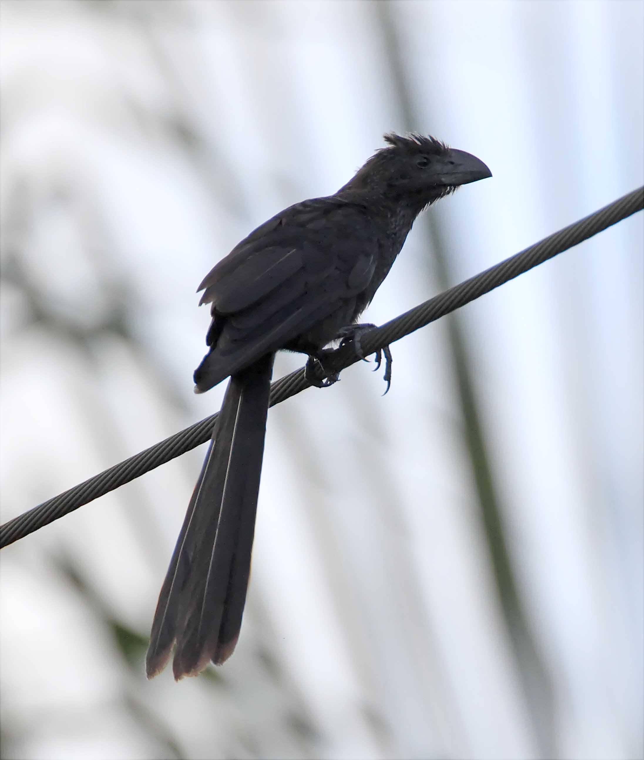 Smooth-billed Ani_3218.jpg