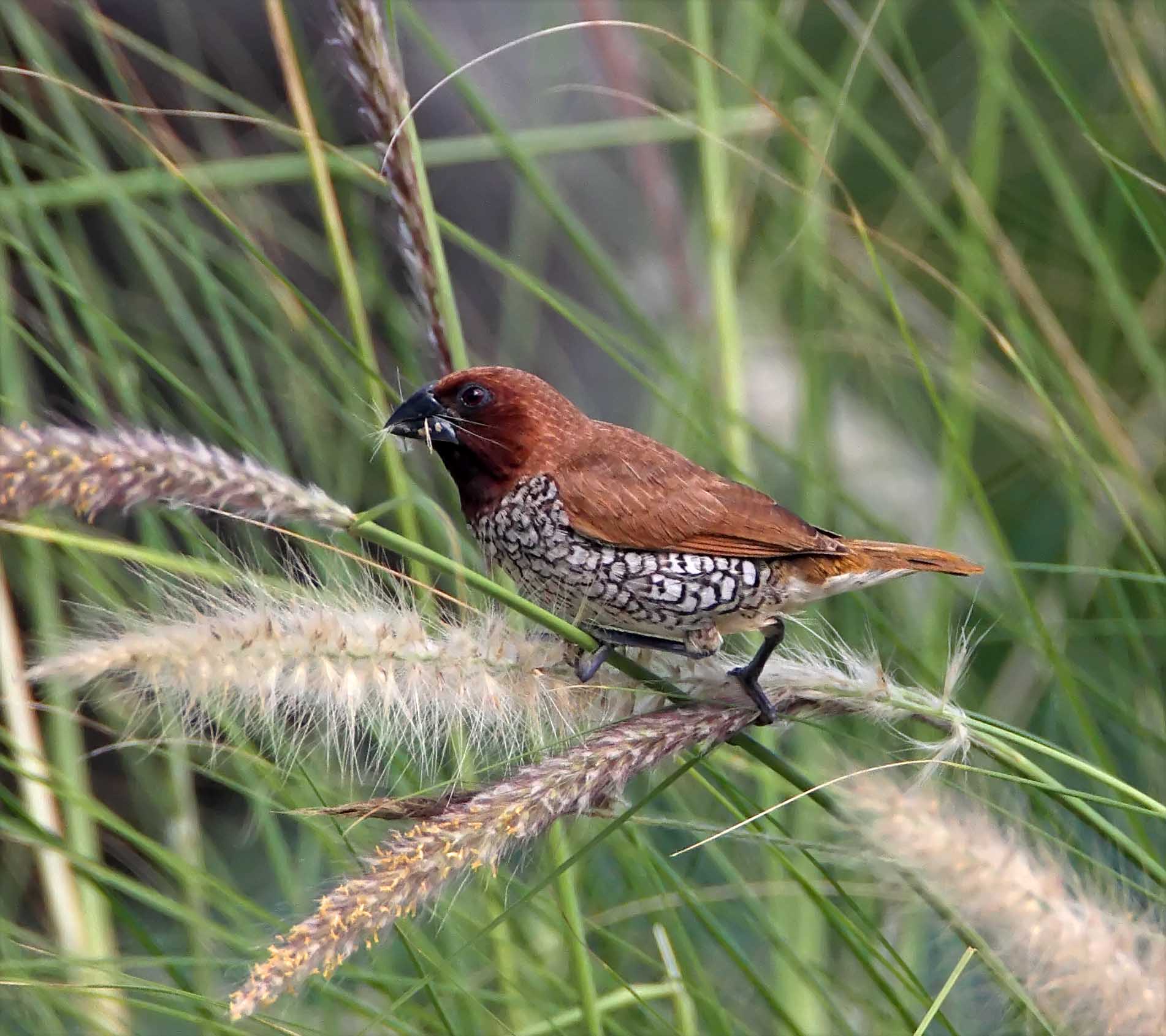 Scaly-breasted Munia - adult_2672.jpg
