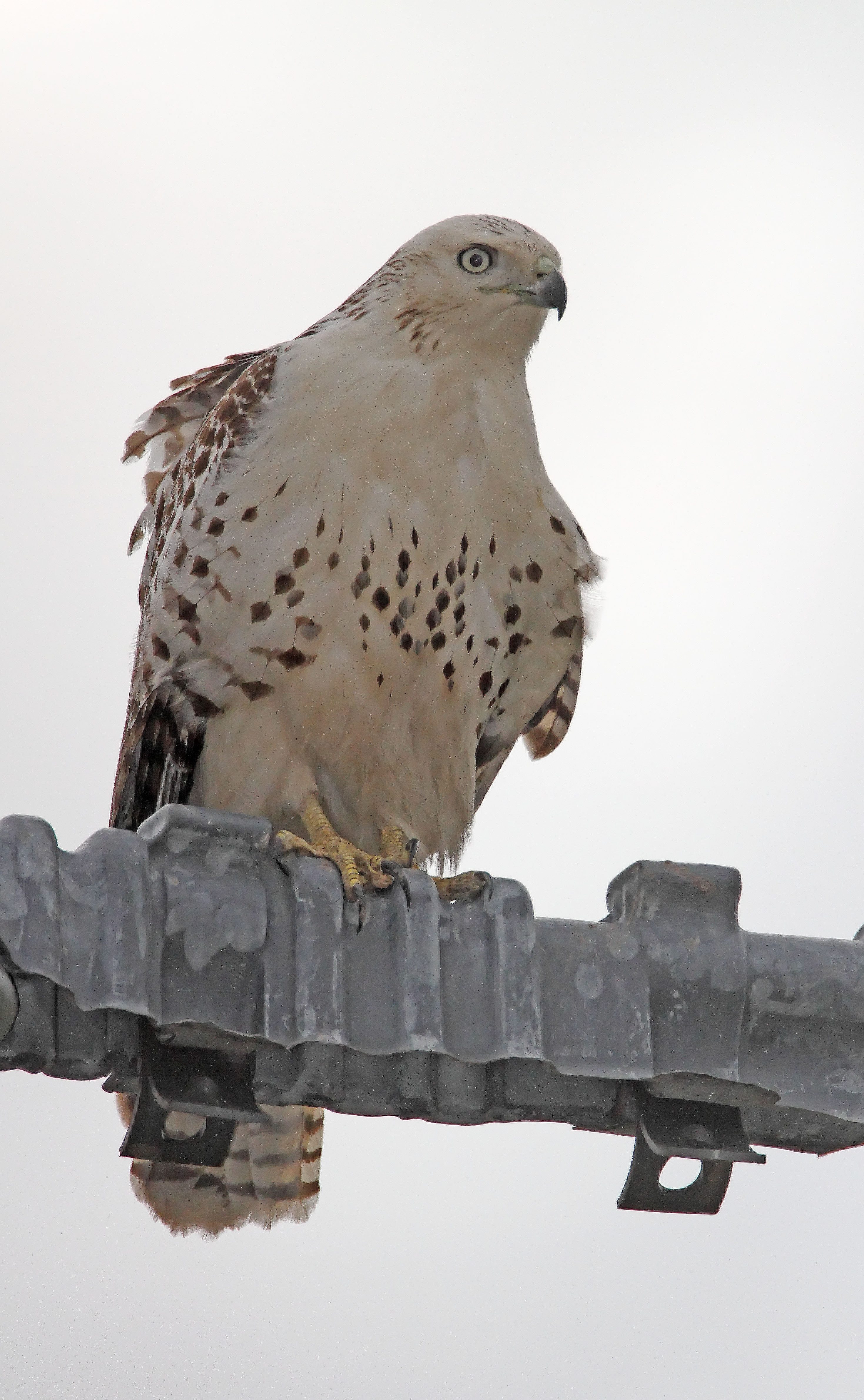 Kriders Red-tailed Hawk_3465.jpg