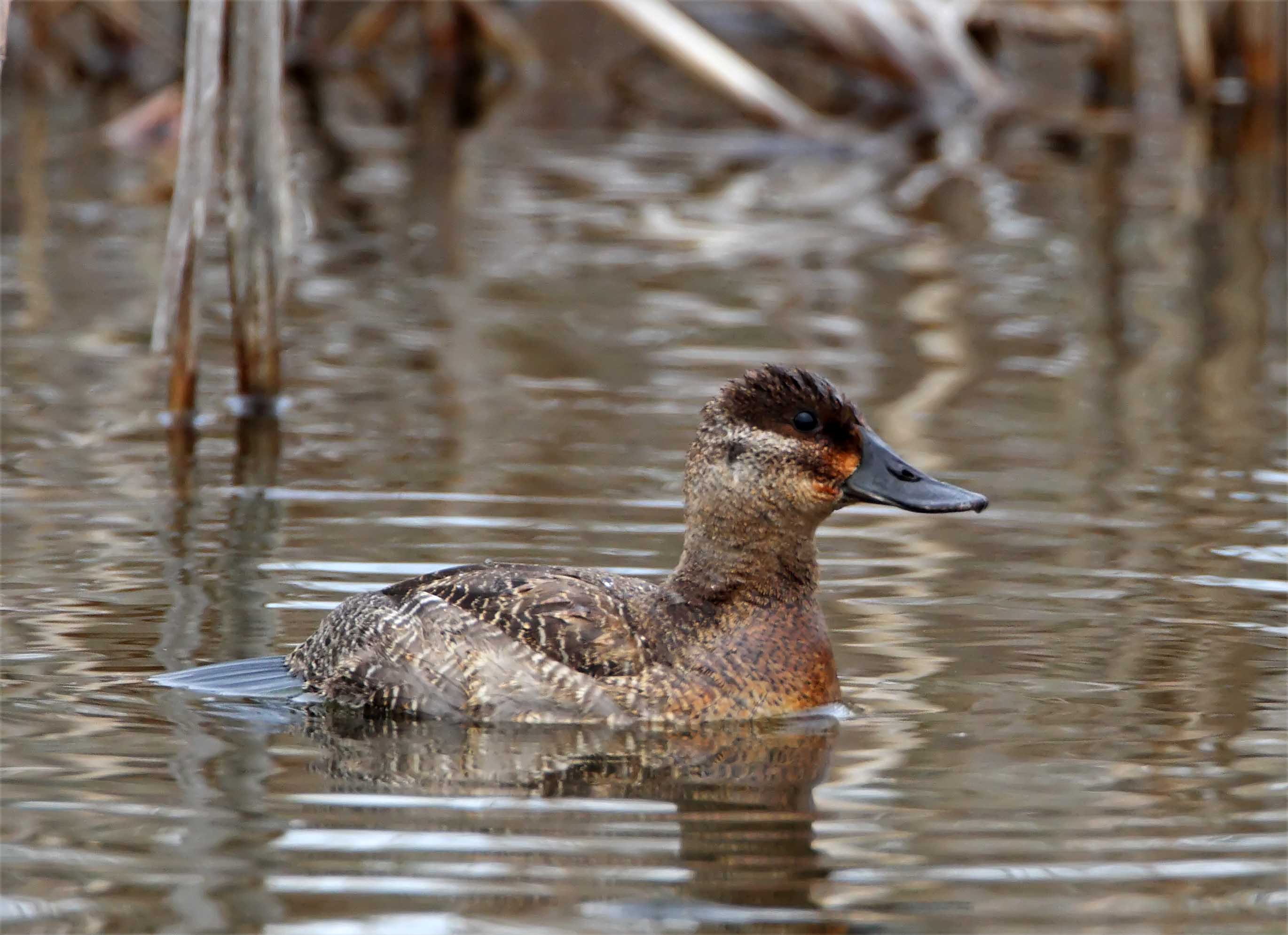 Ruddy Duck_3506.jpg