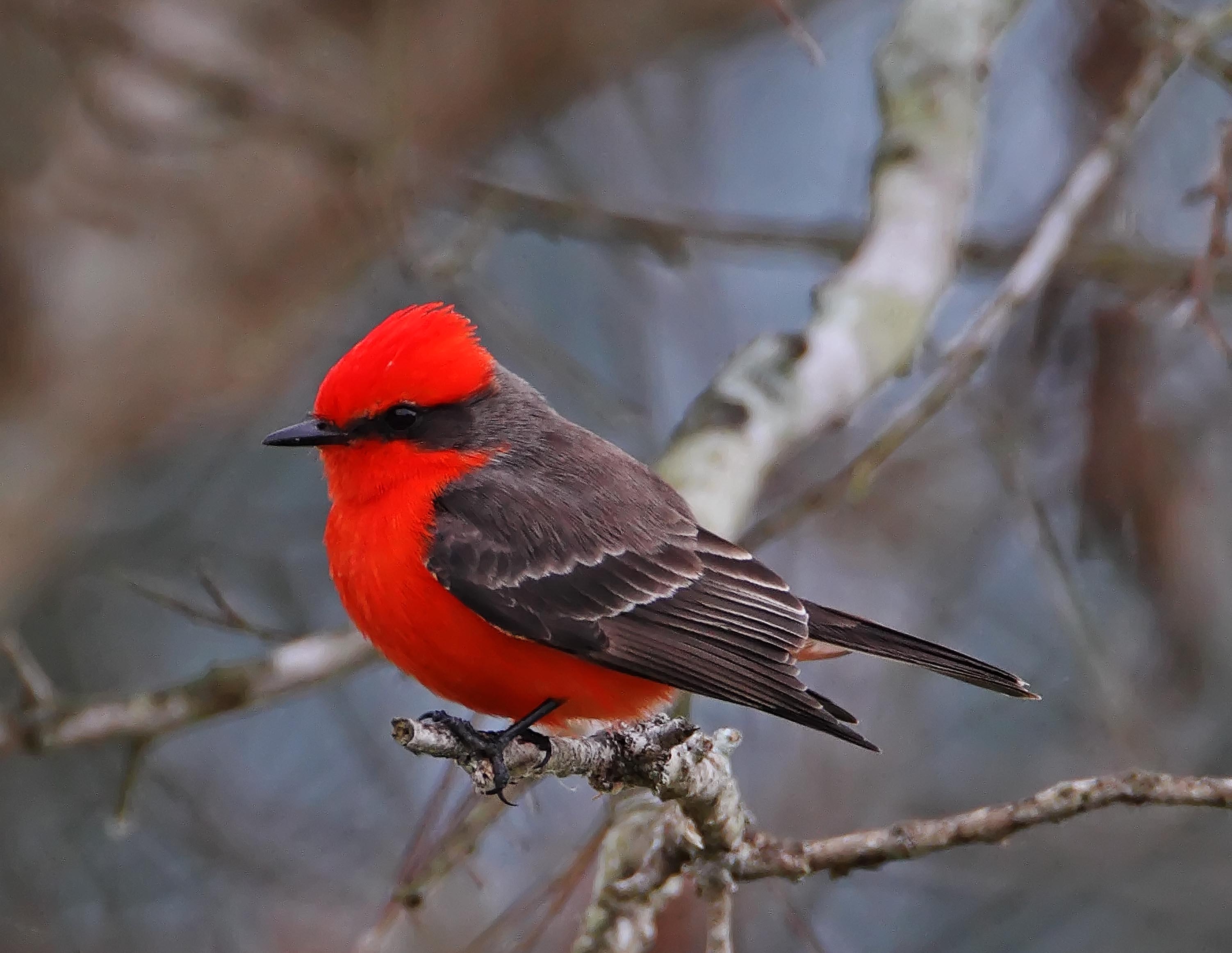 Vermilion Flycatcher_3833.jpg