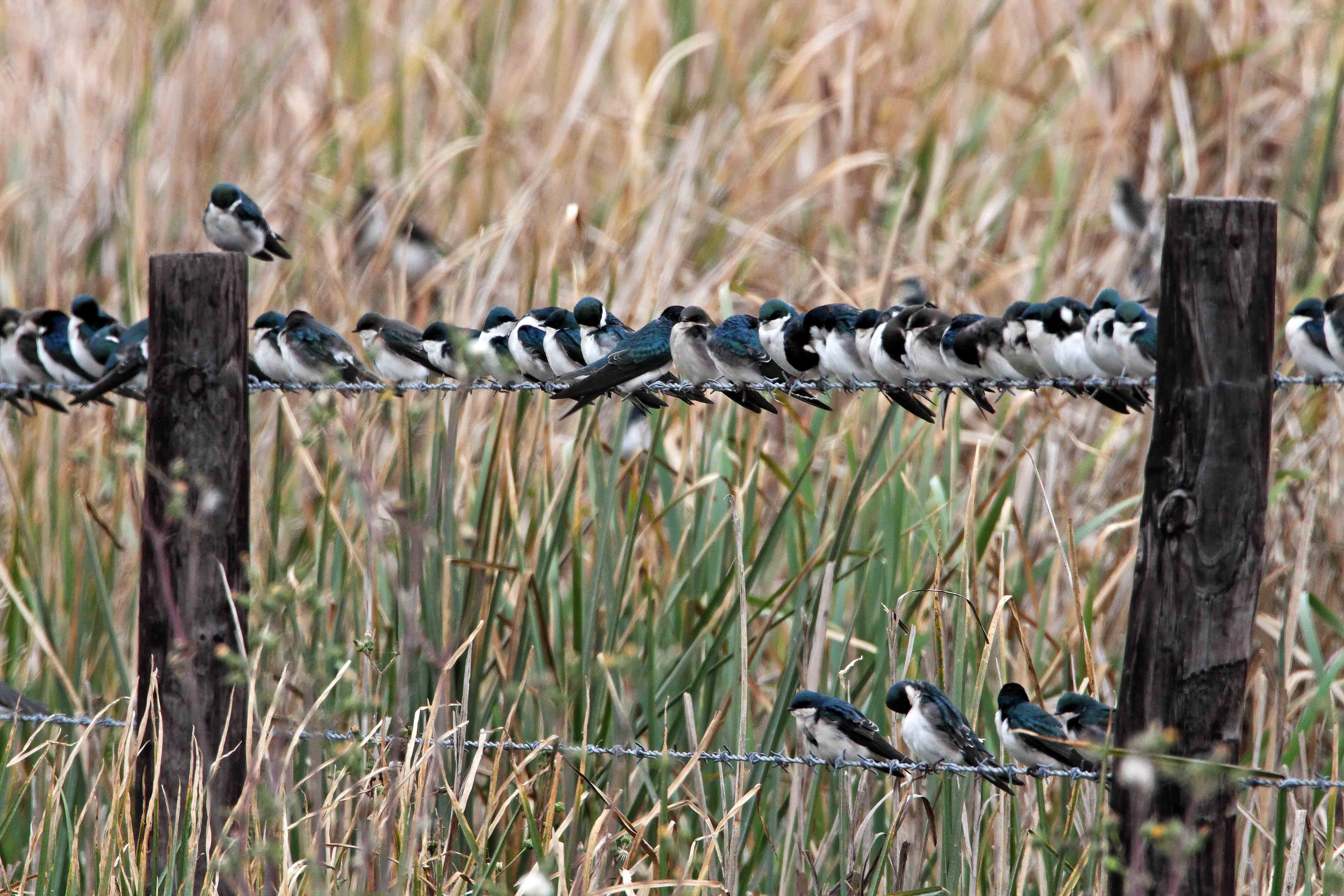 Tree Swallows_4490.jpg