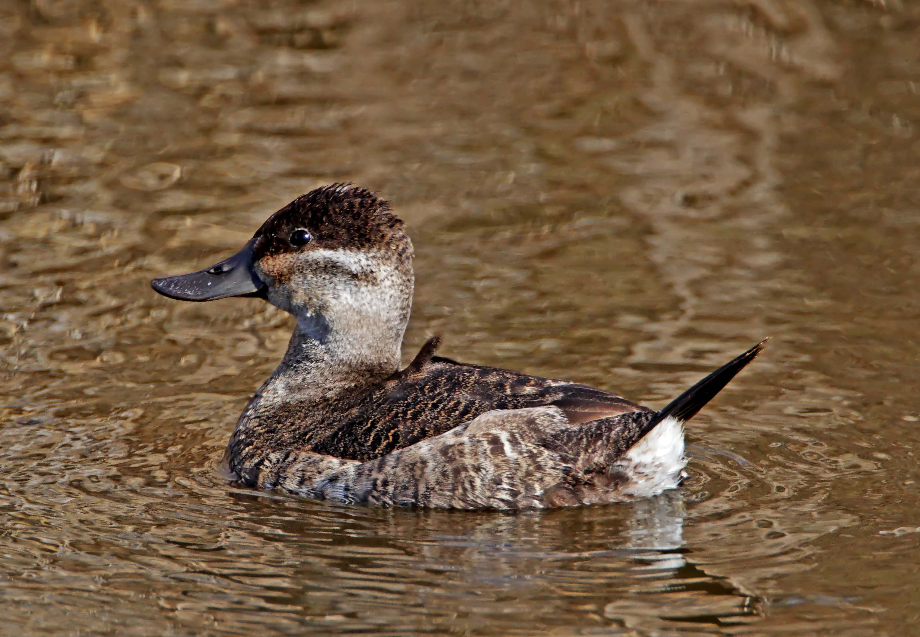 Ruddy Duck - female_5017.jpg