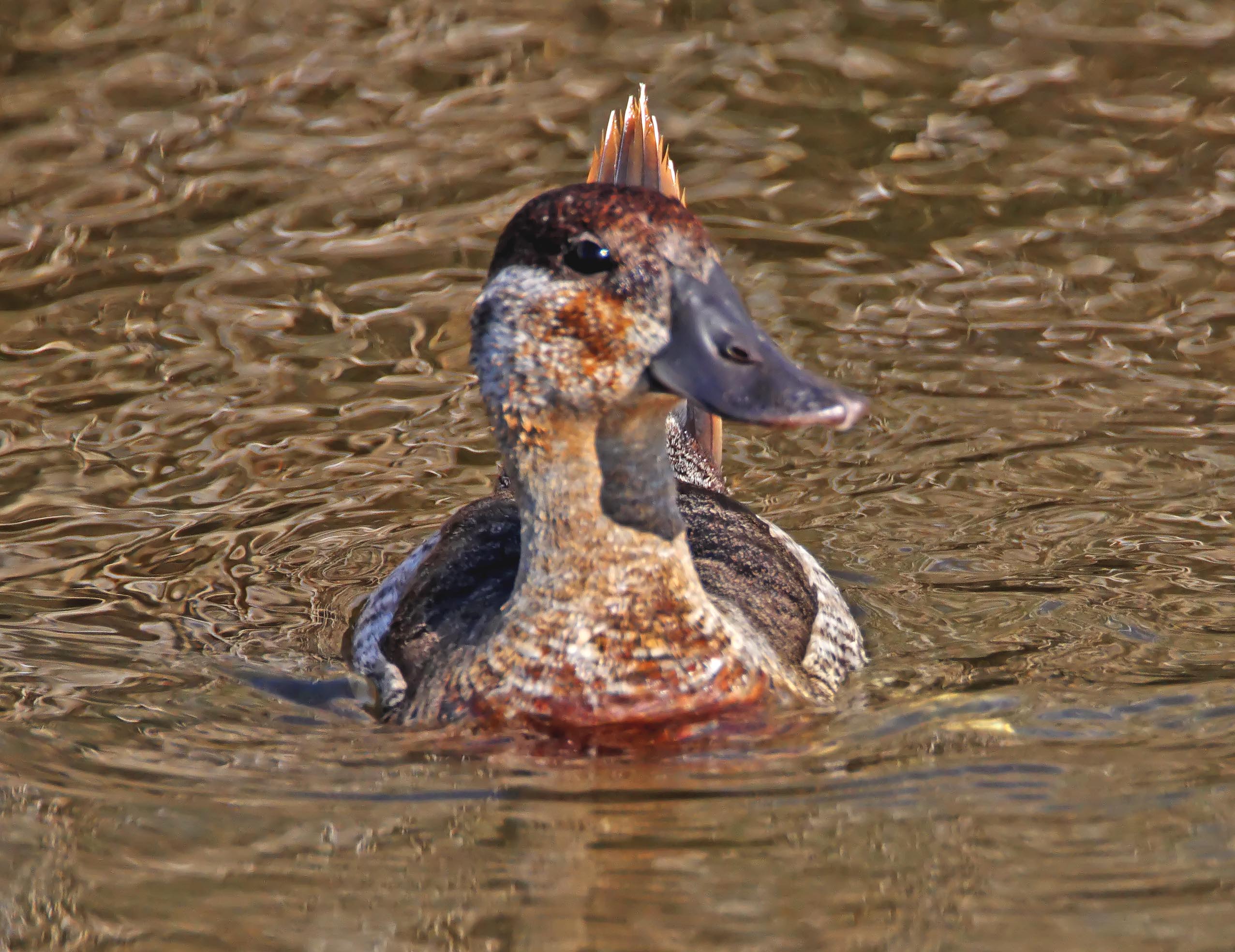 Ruddy Duck_5024.jpg