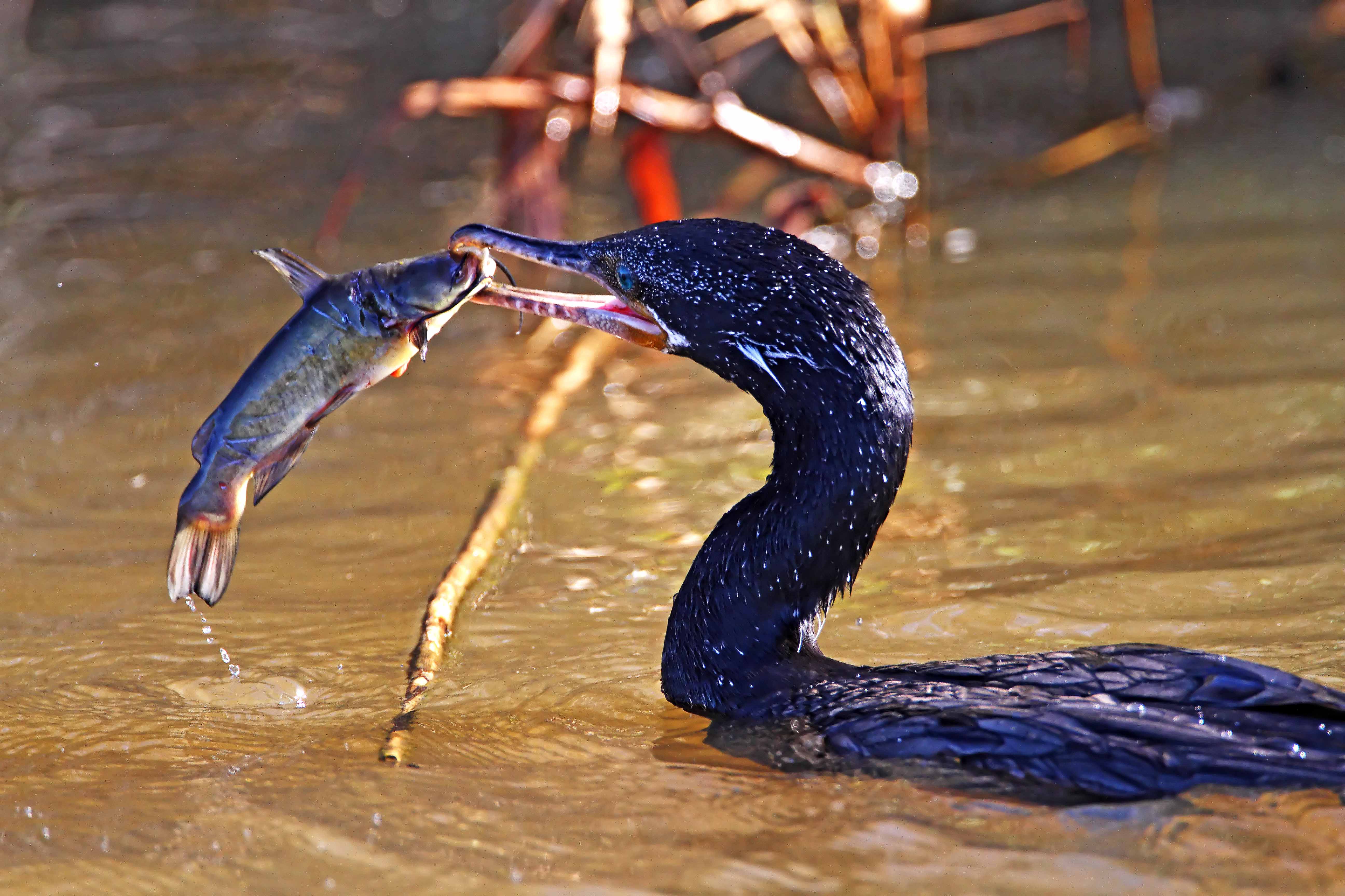 Neotropic Cormorant_5143.jpg