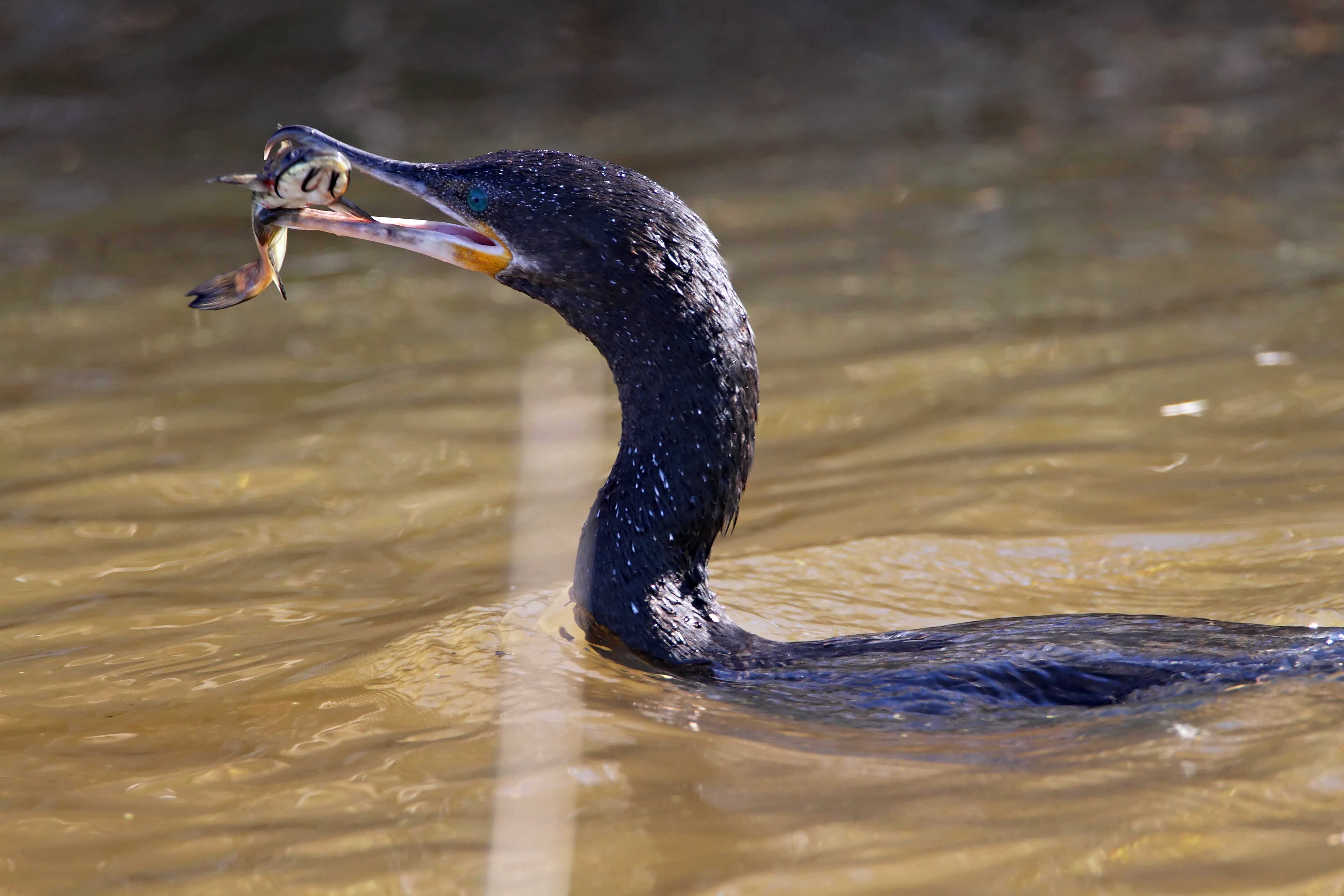 Neotropic Cormorant_5086.jpg