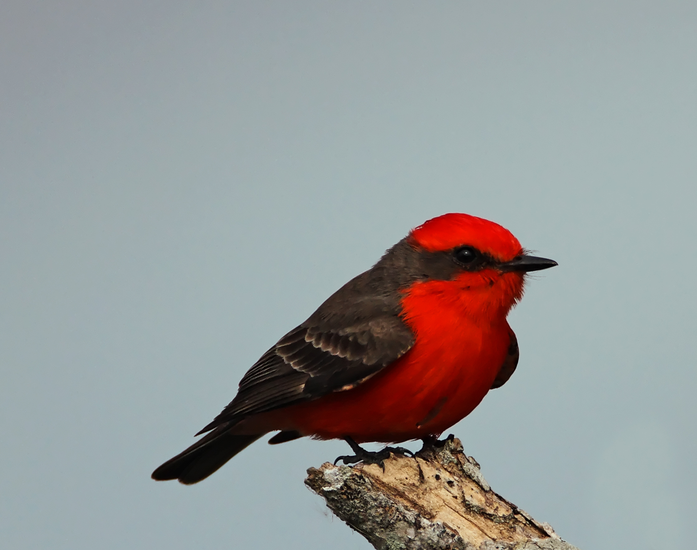 Vermilion Flycatcher_5285.jpg