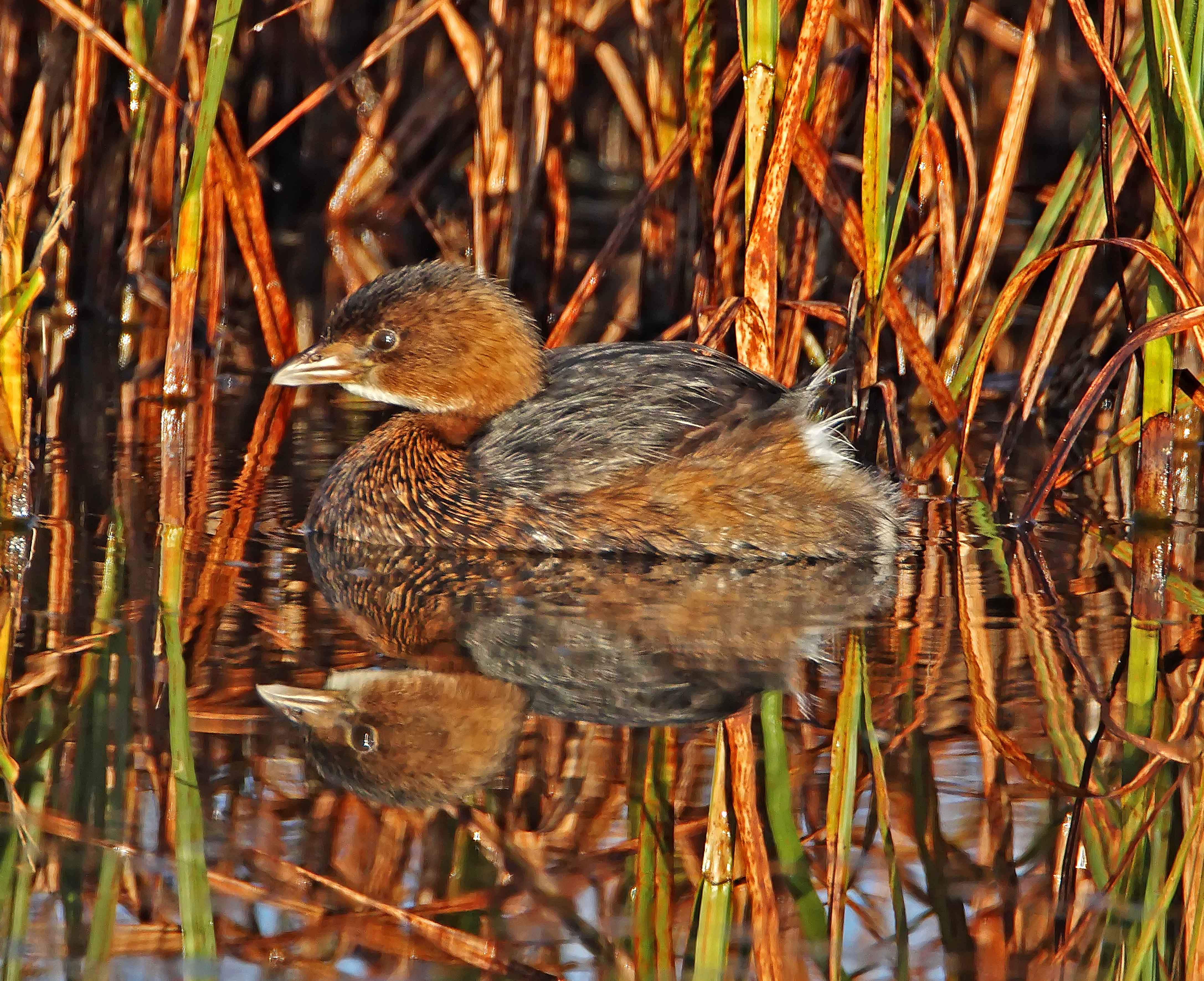 Pied-billed Grebe_3913.jpg