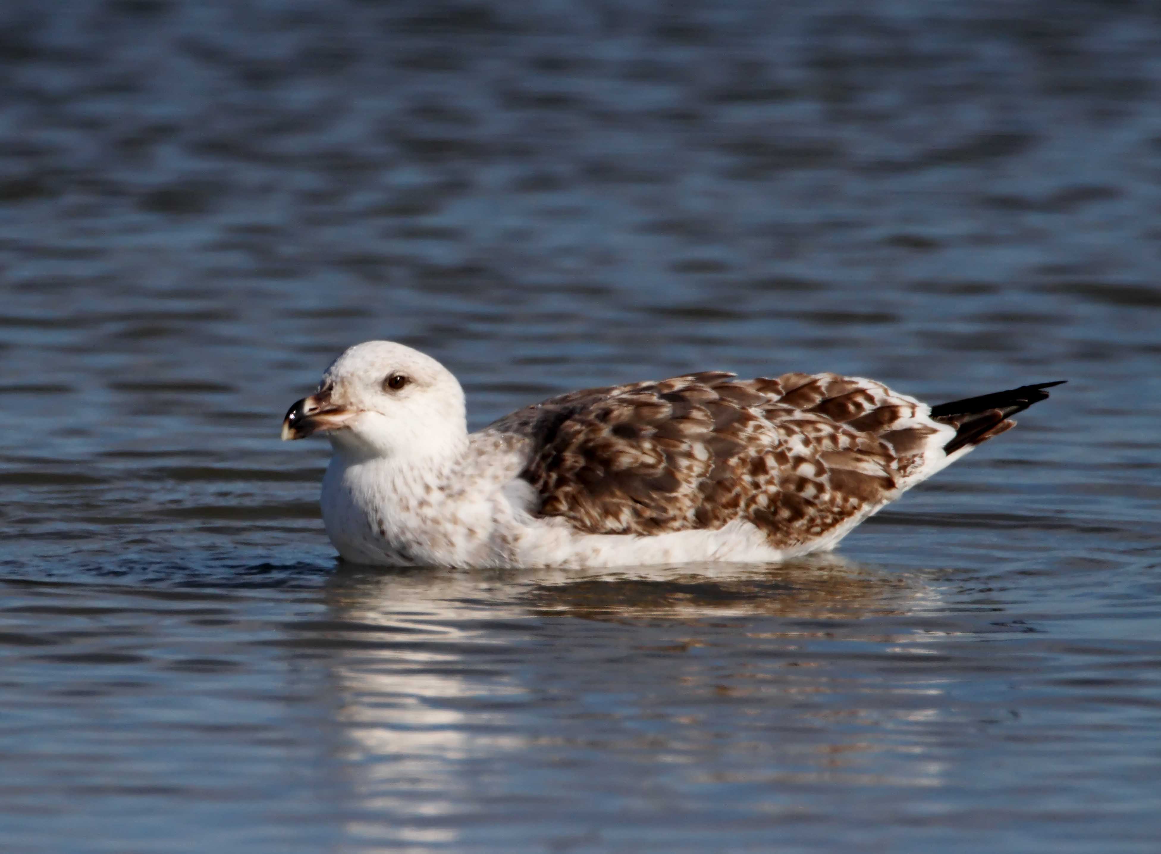 Black-backed Gull_5492.jpg