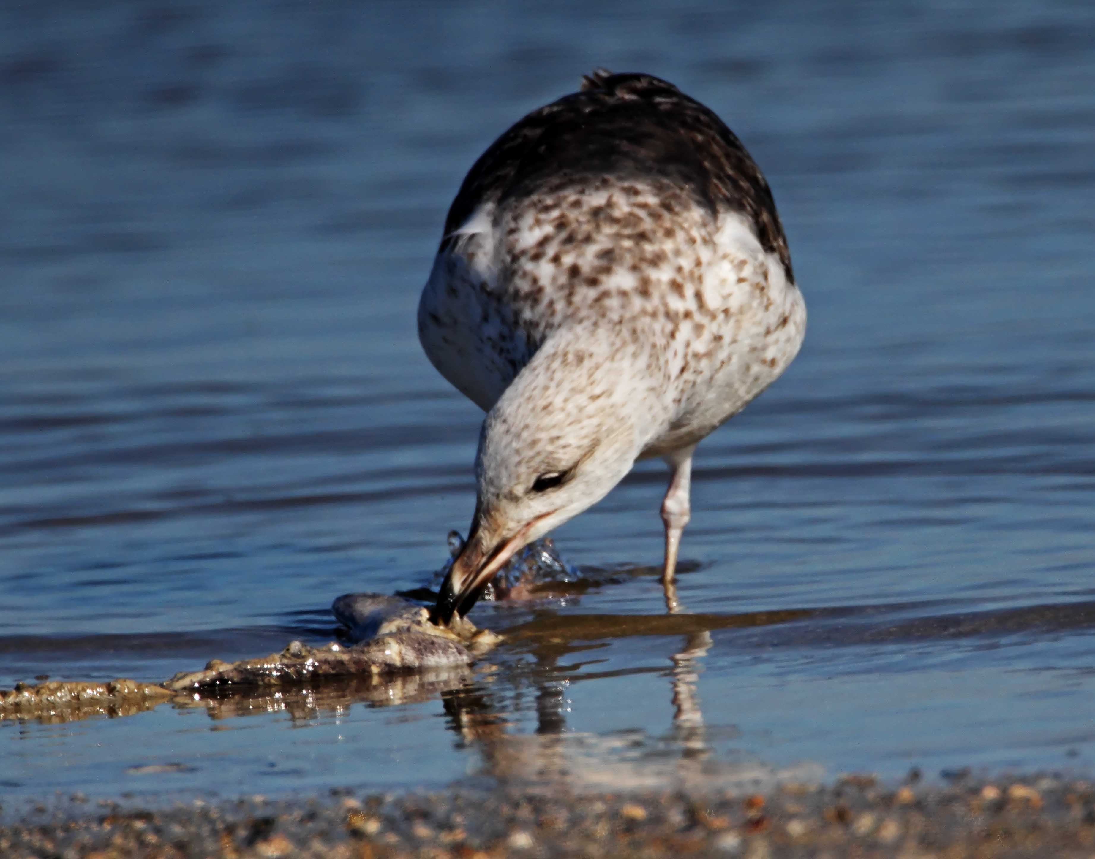 Black-backed Gull_5550.jpg