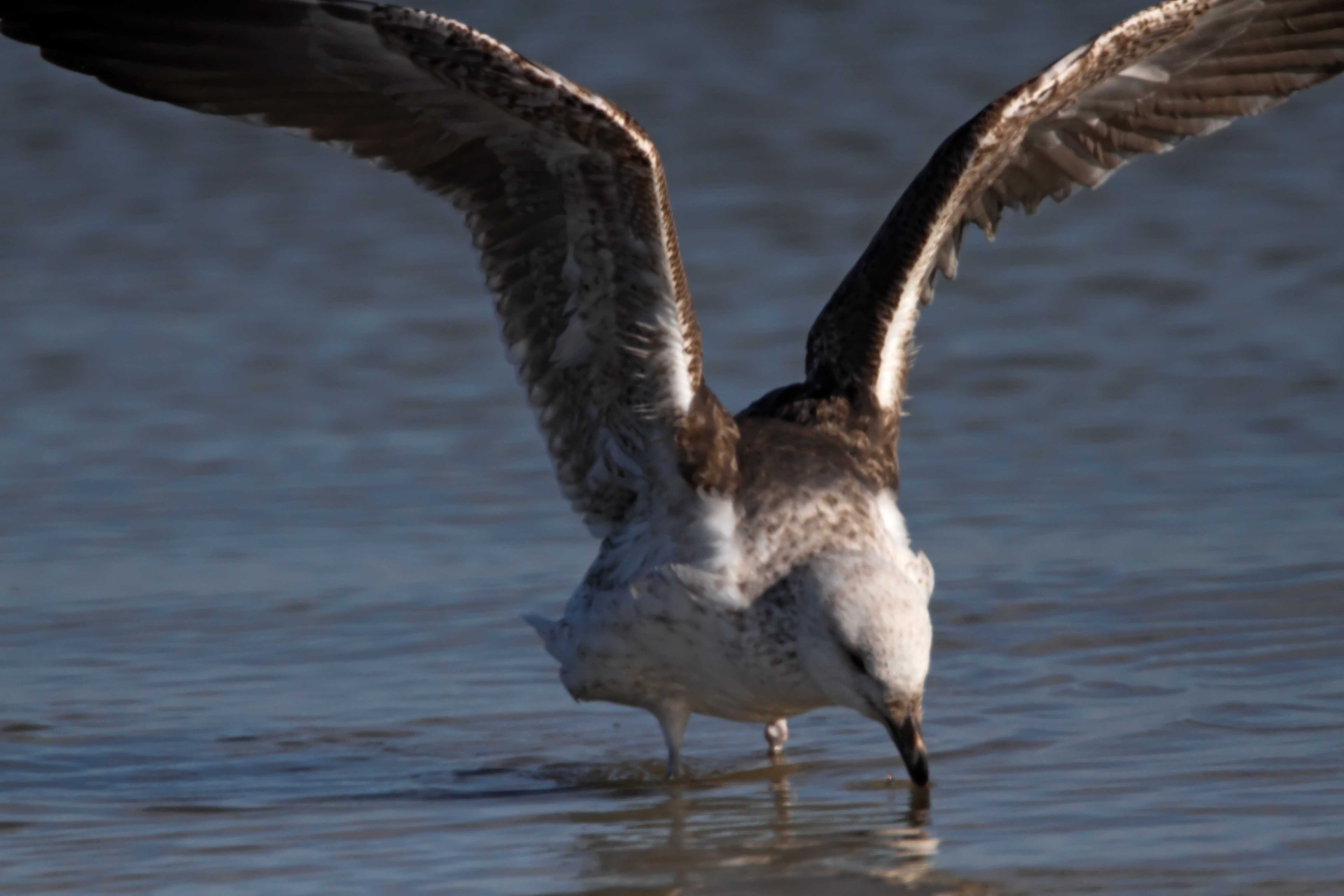 Black-backed Gull_5514.jpg