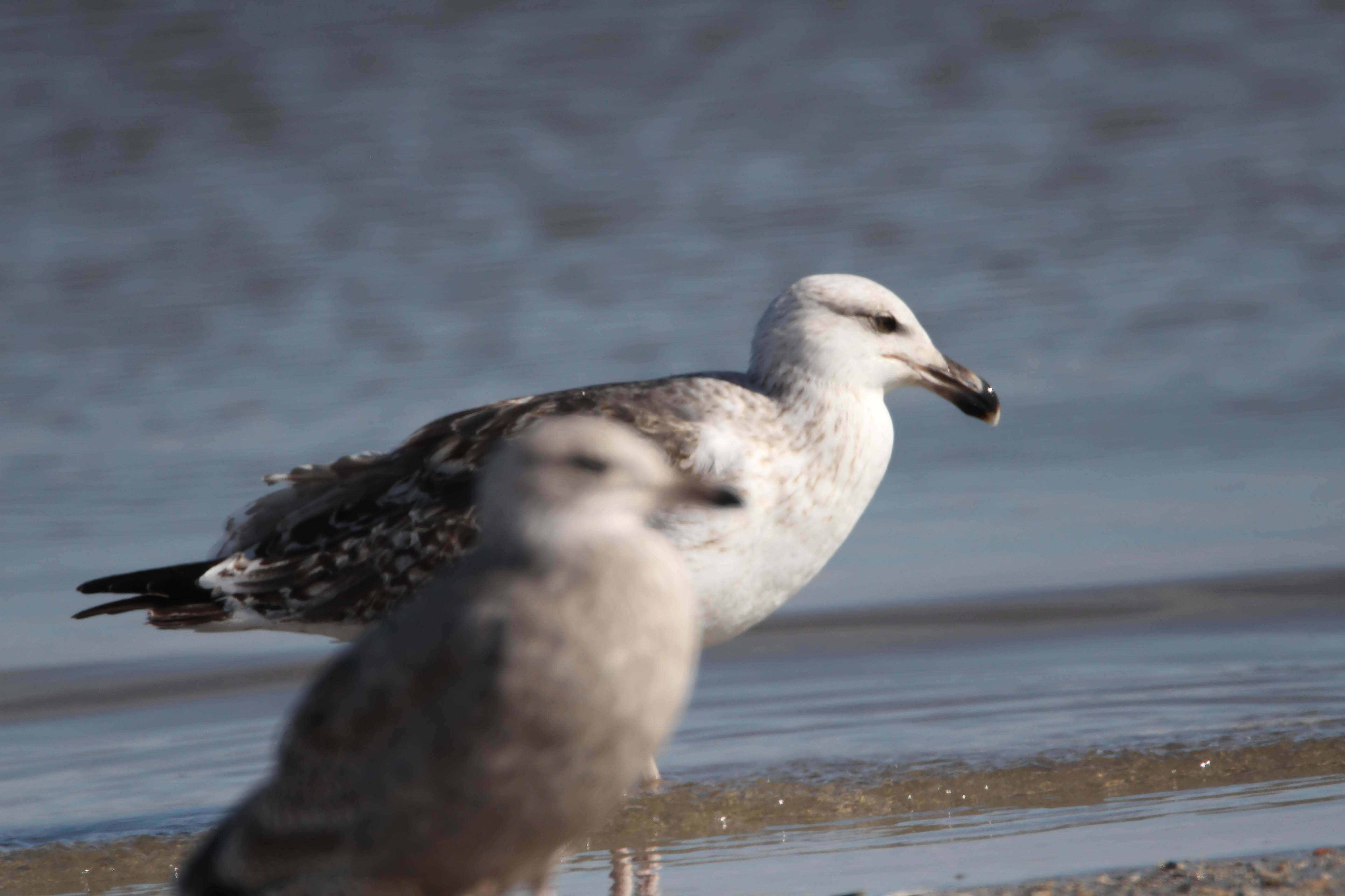 Black-backed Gull_5466.jpg
