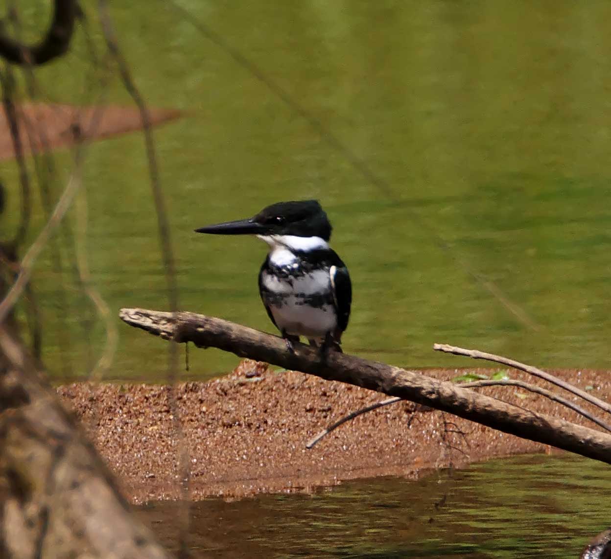 Green Kingfisher - female_9448.jpg