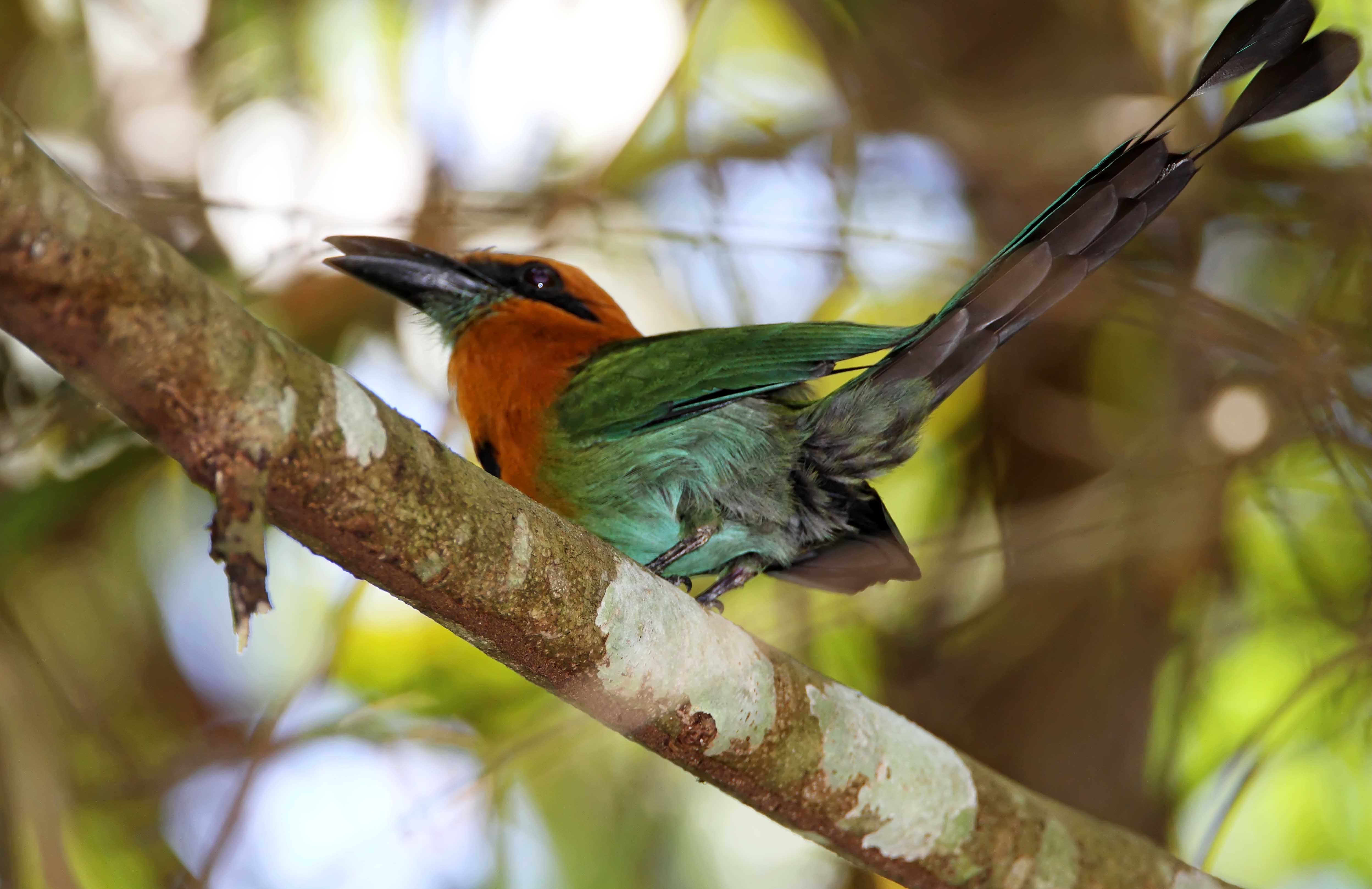 Broad-billed Motmot_8102.jpg