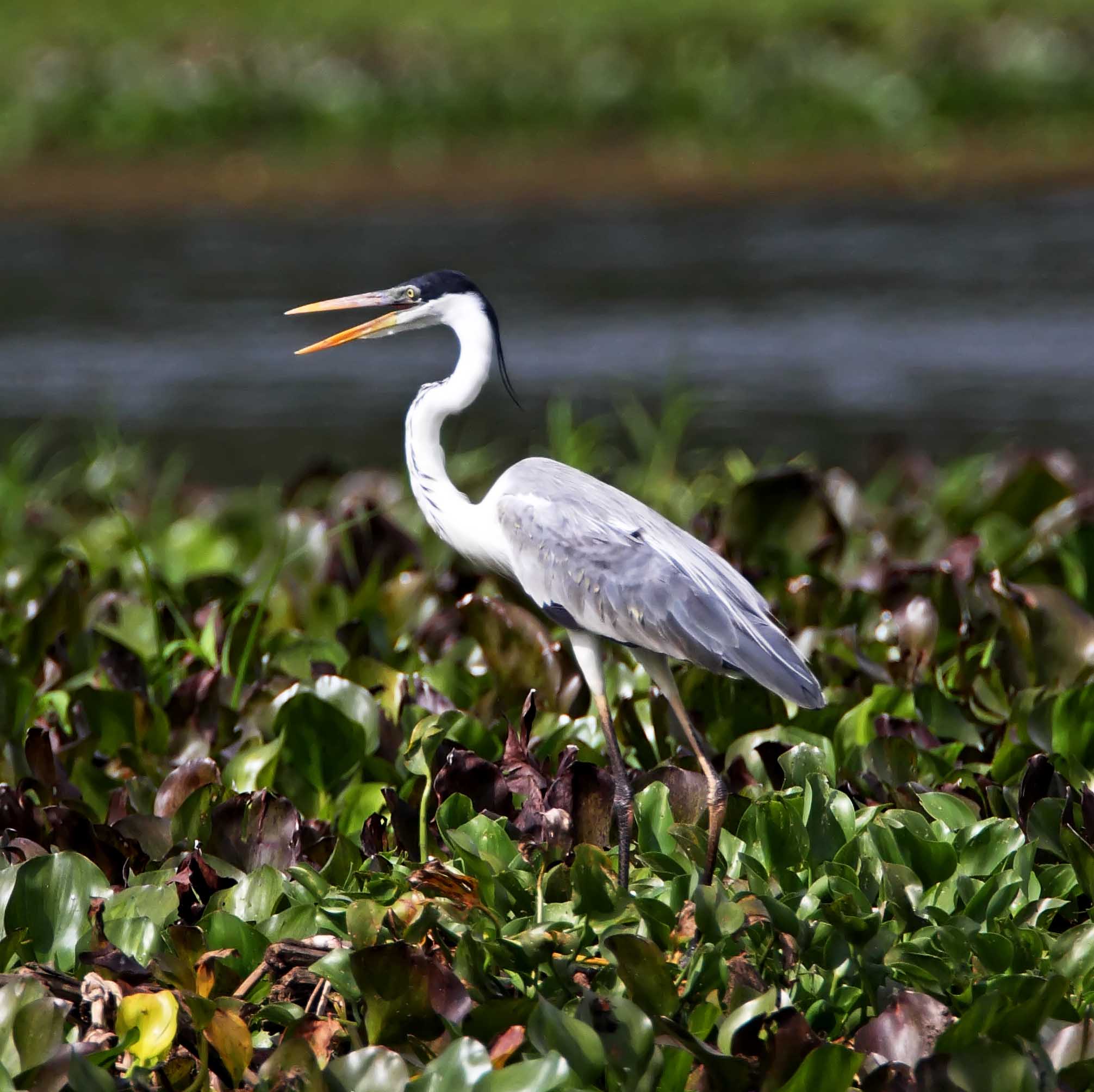Cocoi Heron_9059.jpg