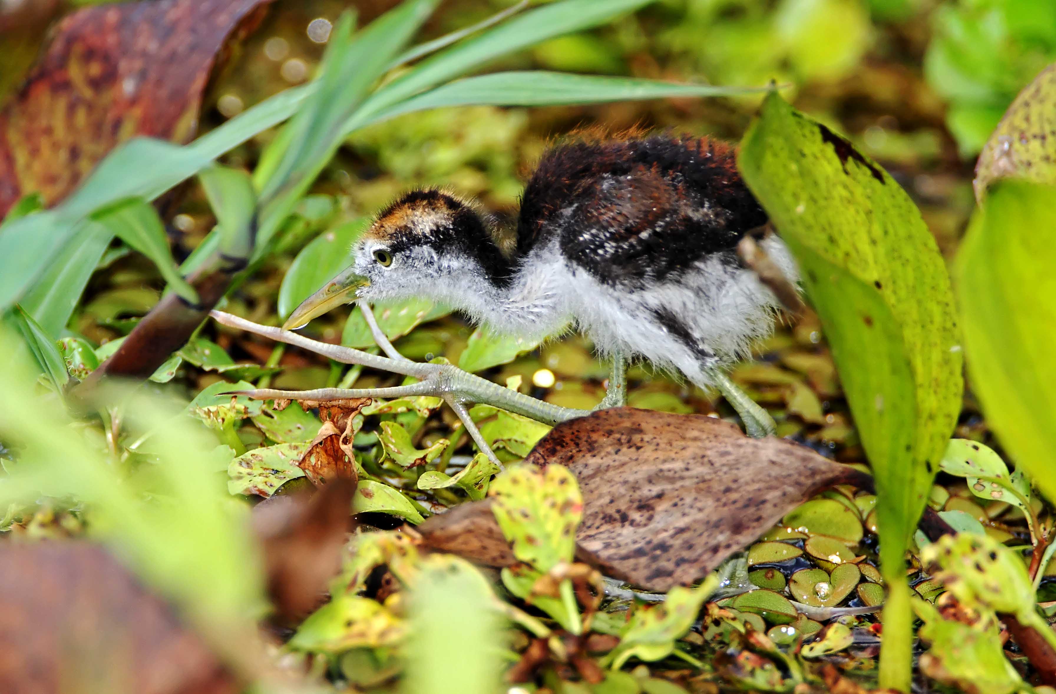 Wattled Jacana - downy chick_9171.jpg