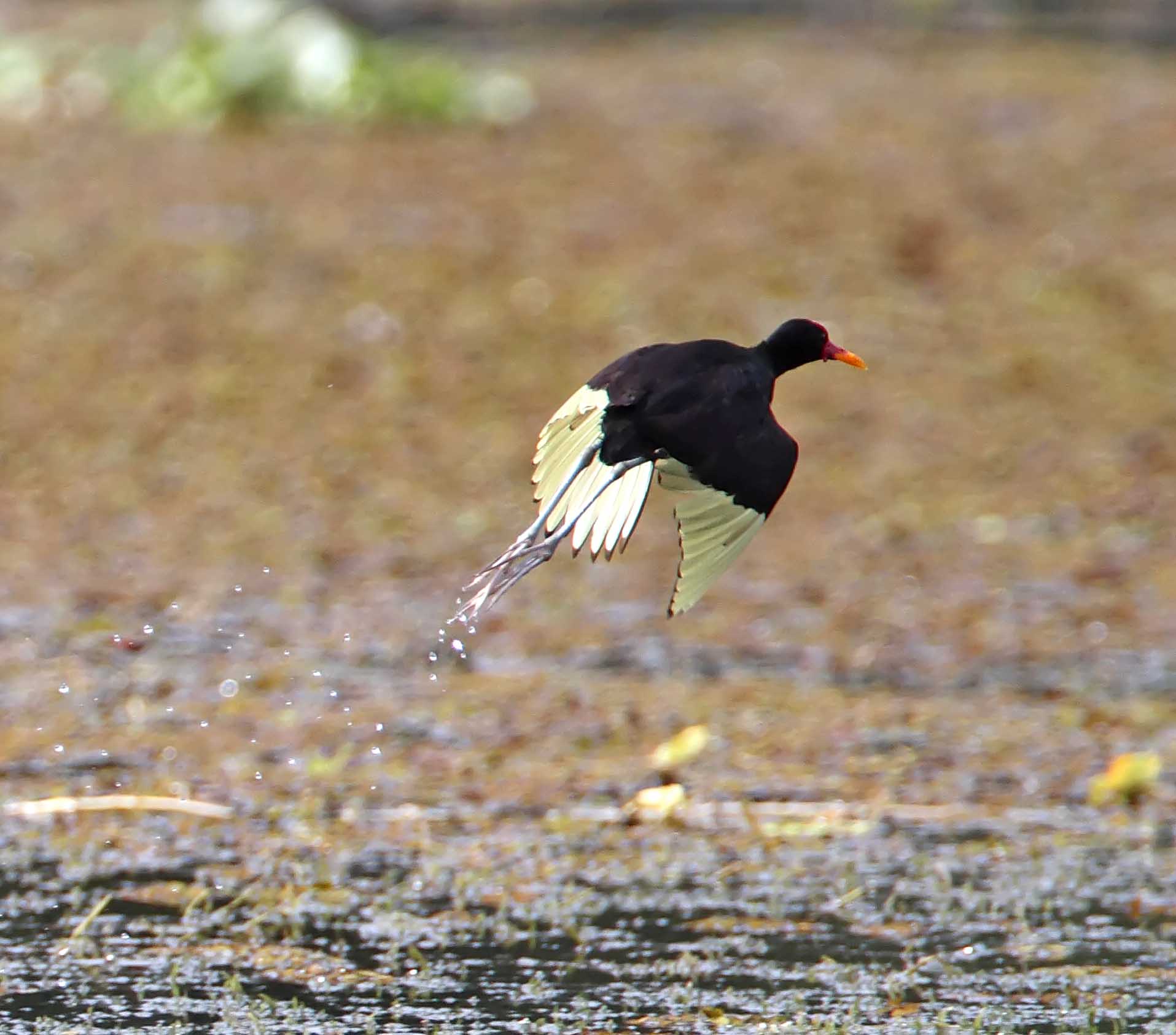 Wattled Jacana_9089.jpg