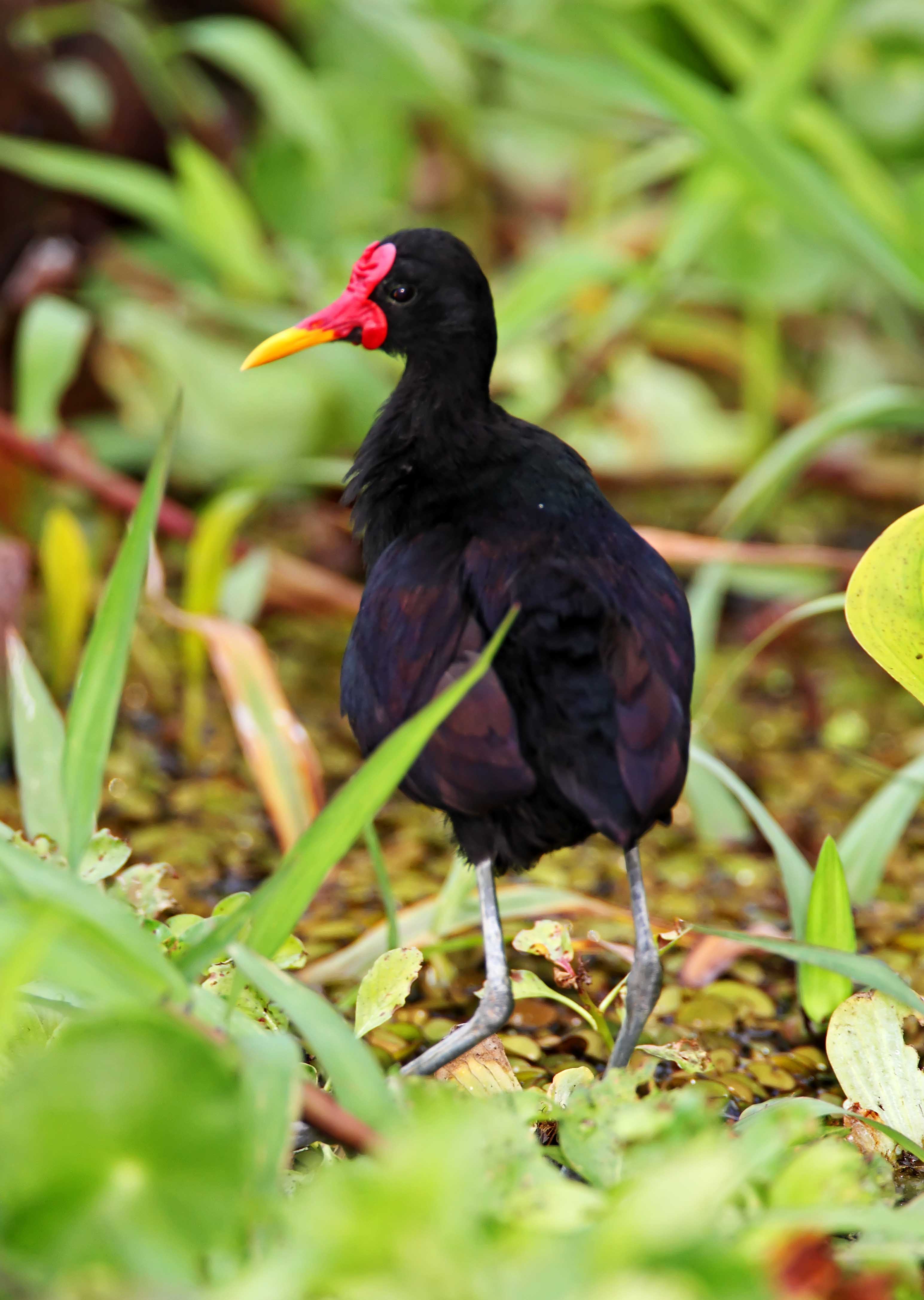 Wattled Jacana_9190.jpg