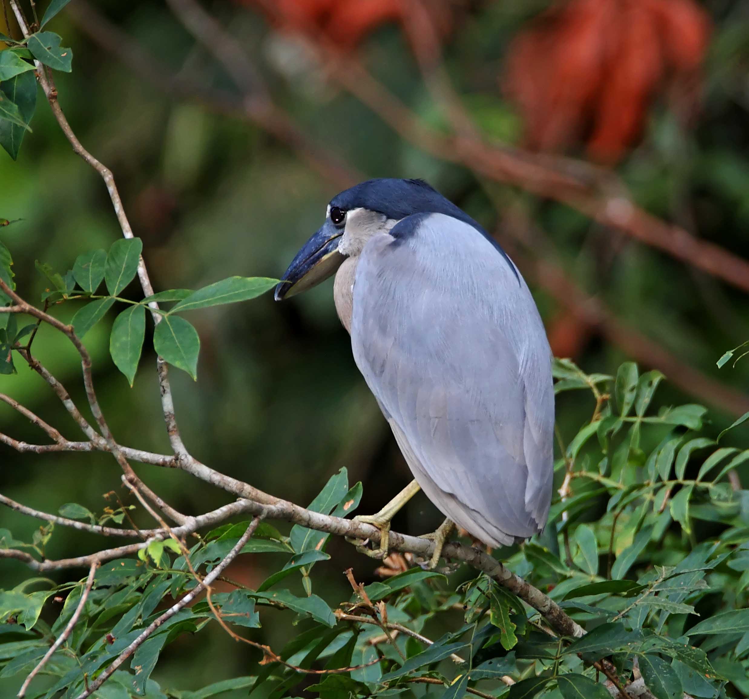 Boat-billed Heron - adult_6229.jpg