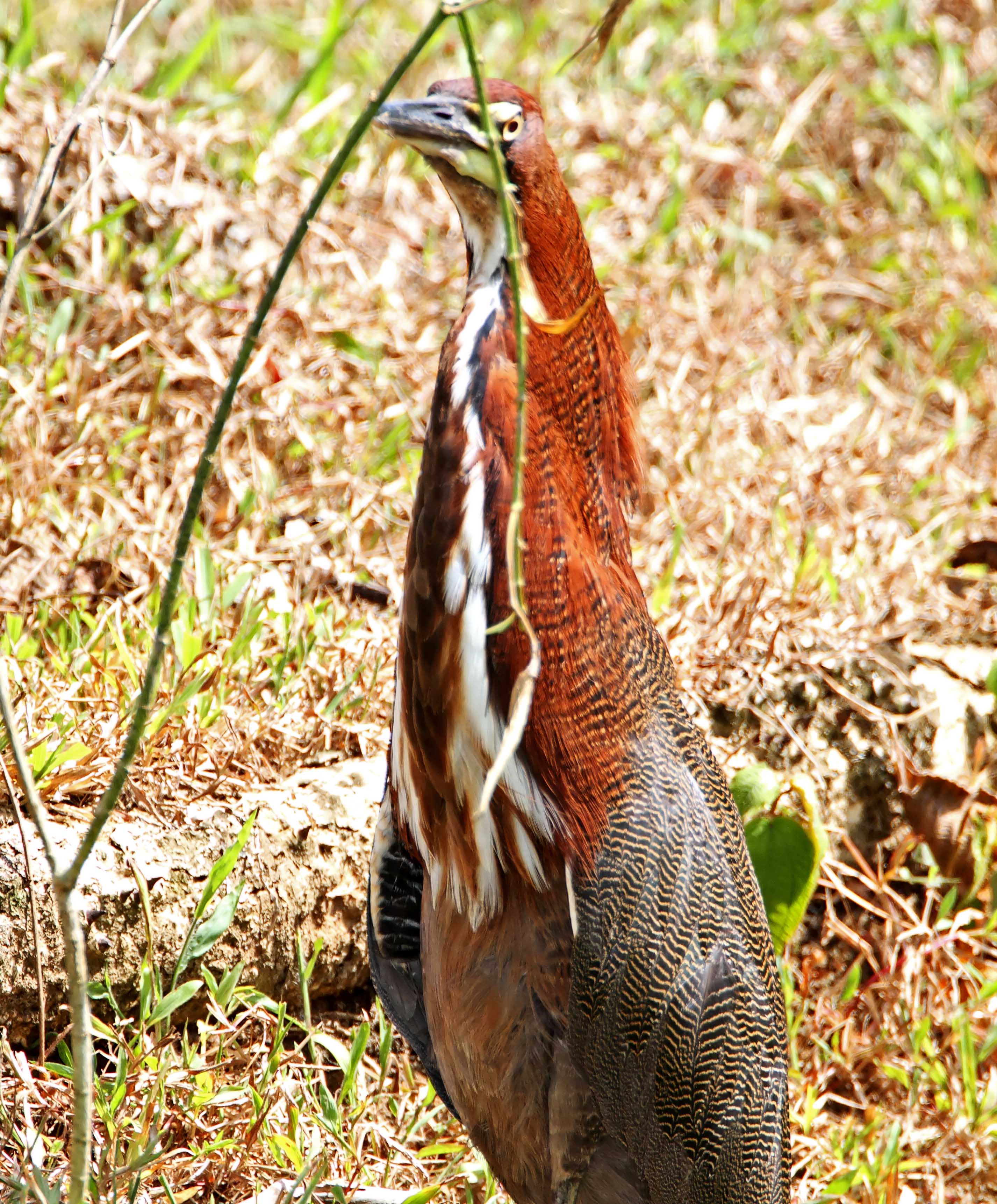 Rufescent Tiger-Heron - adult_6961.jpg