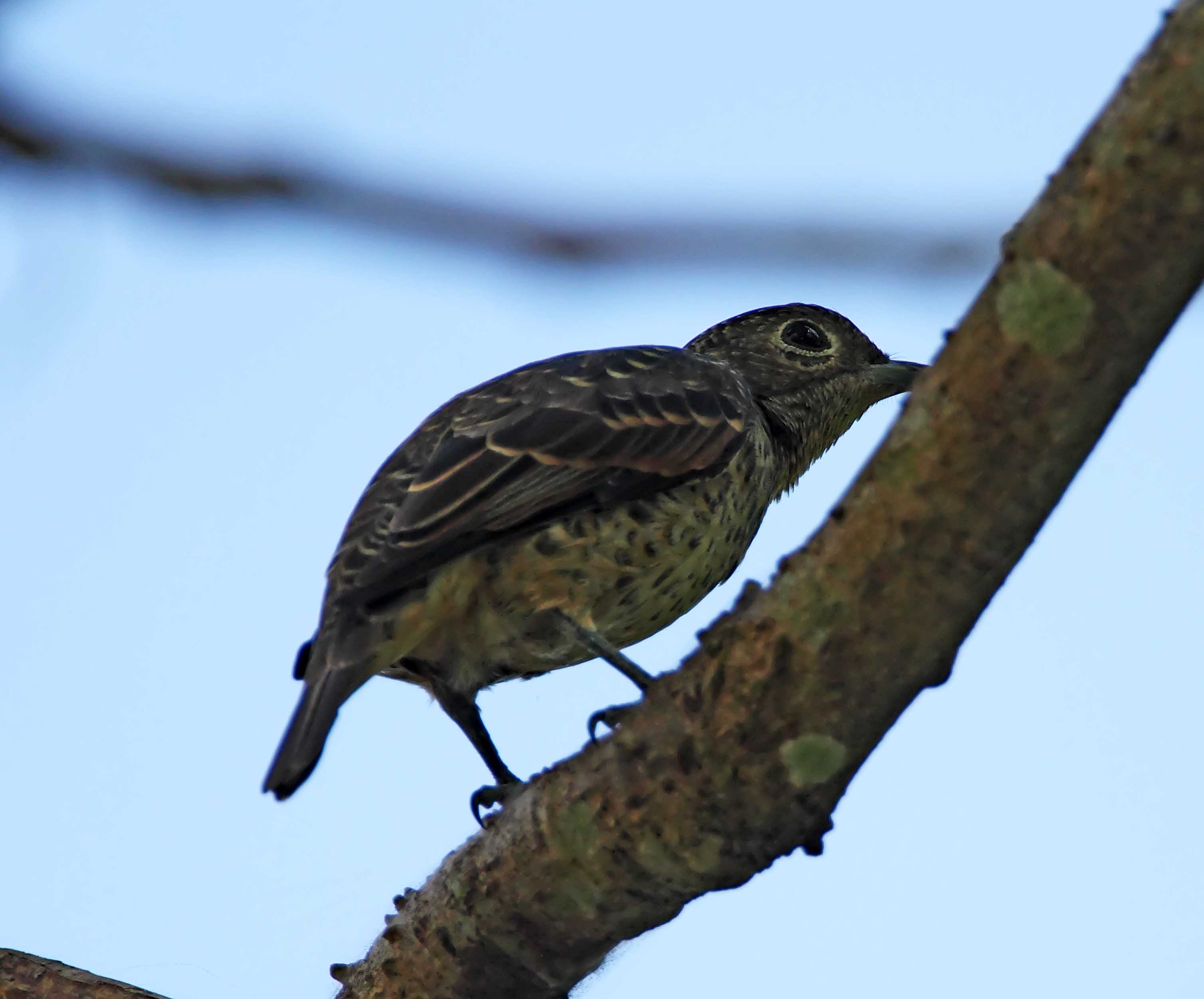 Blue Cotinga - female_6217.jpg