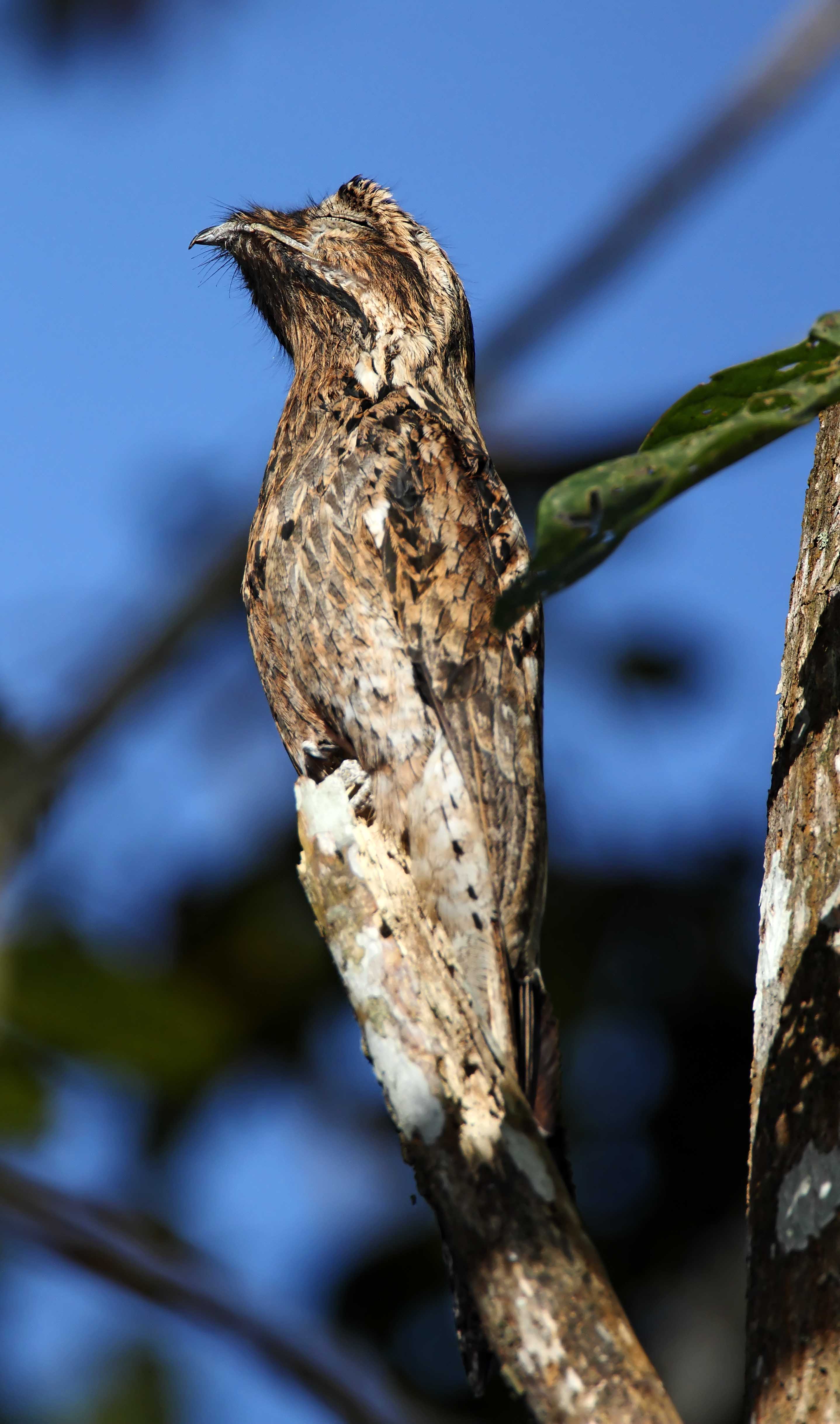 Common Potoo_5860.jpg