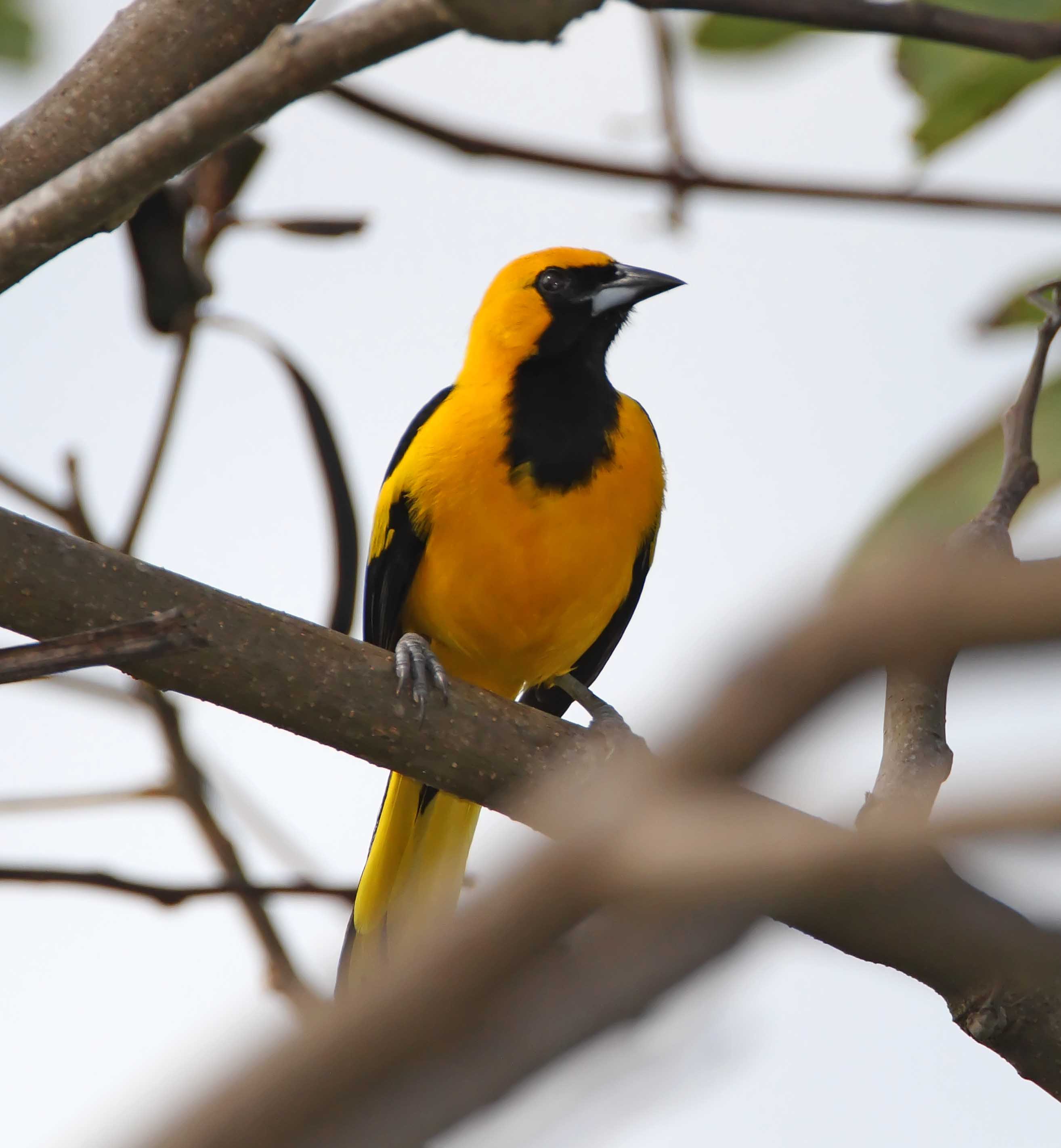 Yellow-tailed Oriole_6808.jpg