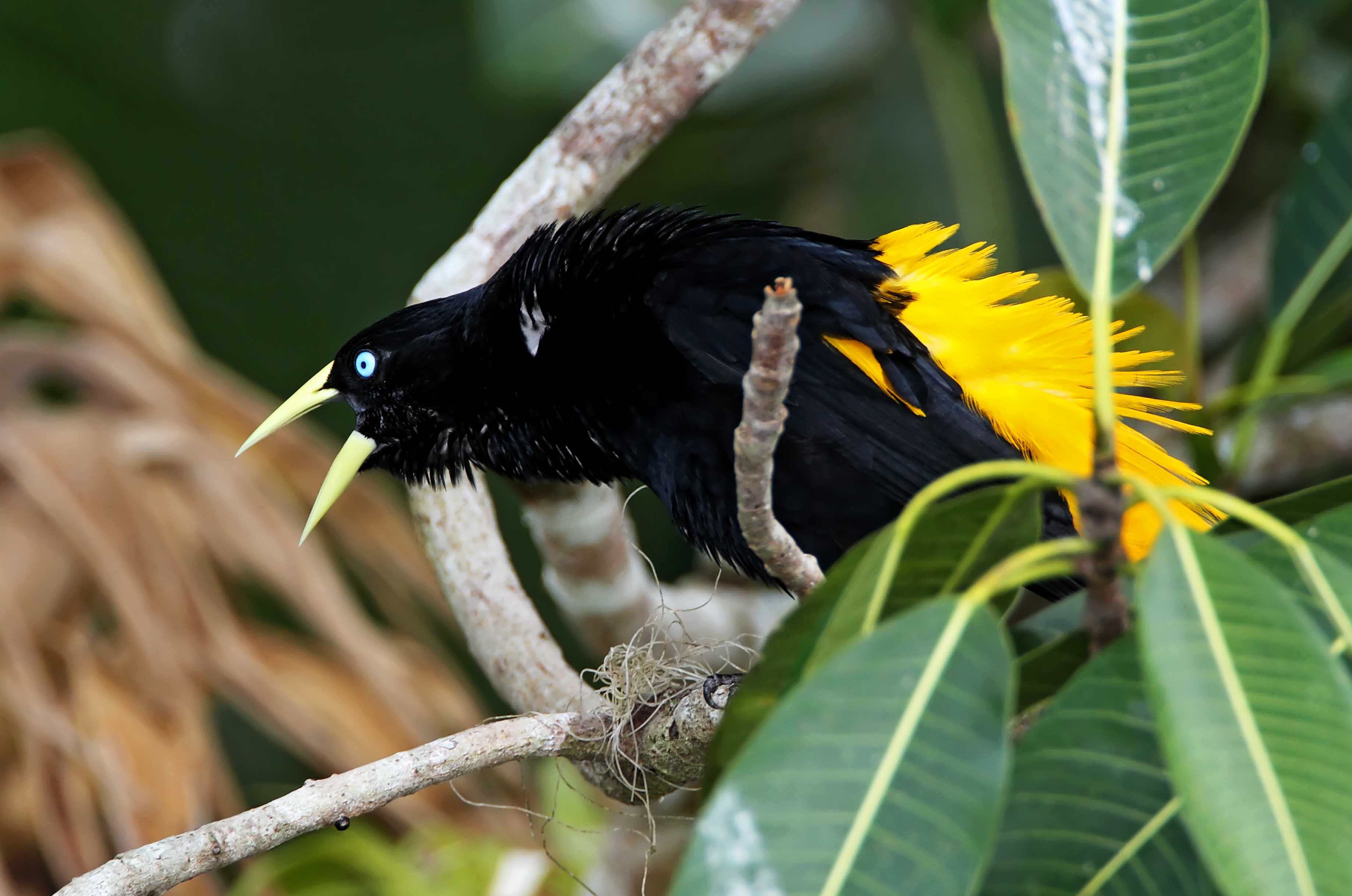 Yellow-rumped Cacique_9134.jpg