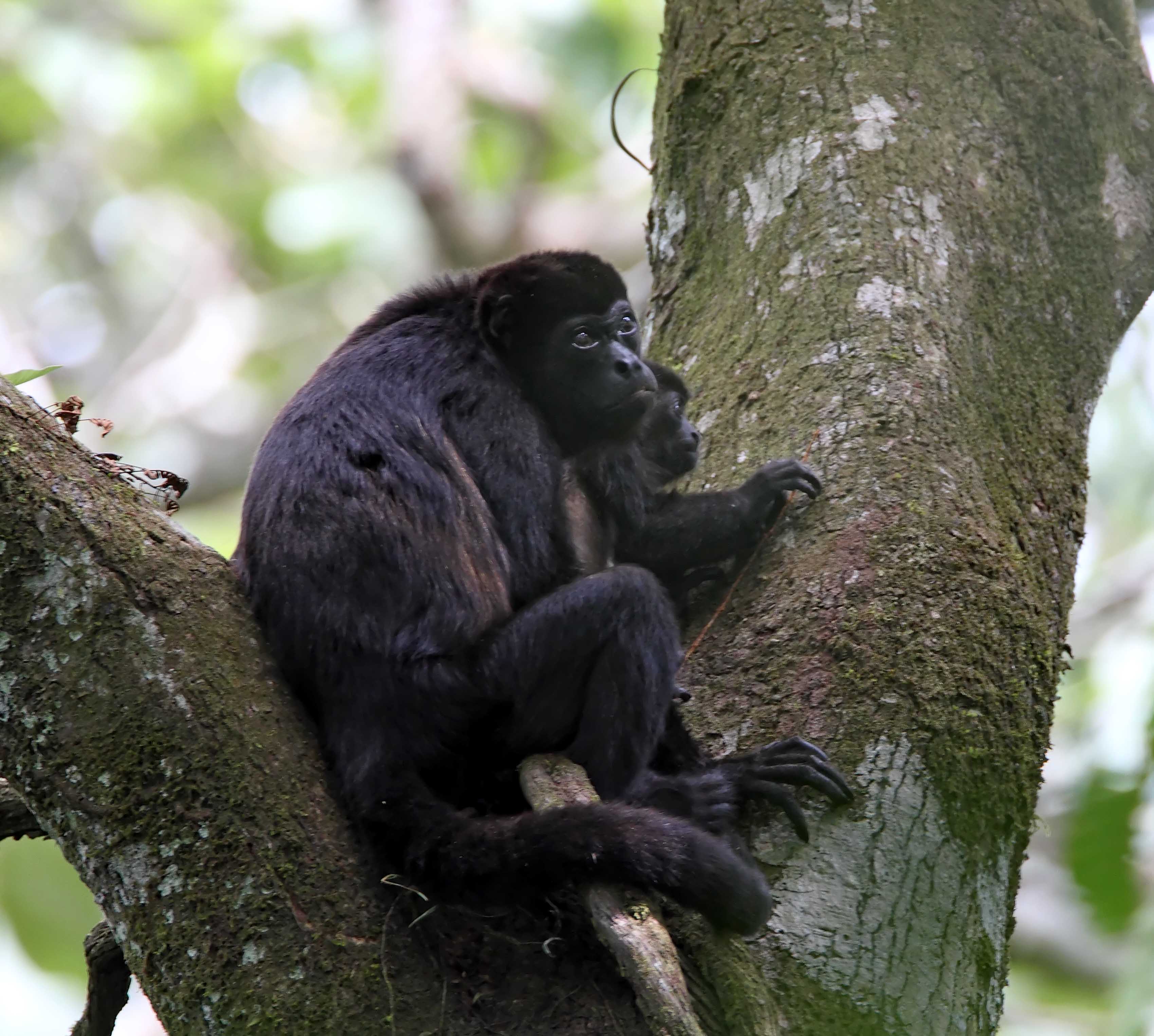 Mantled Howler Monkey_8795.jpg